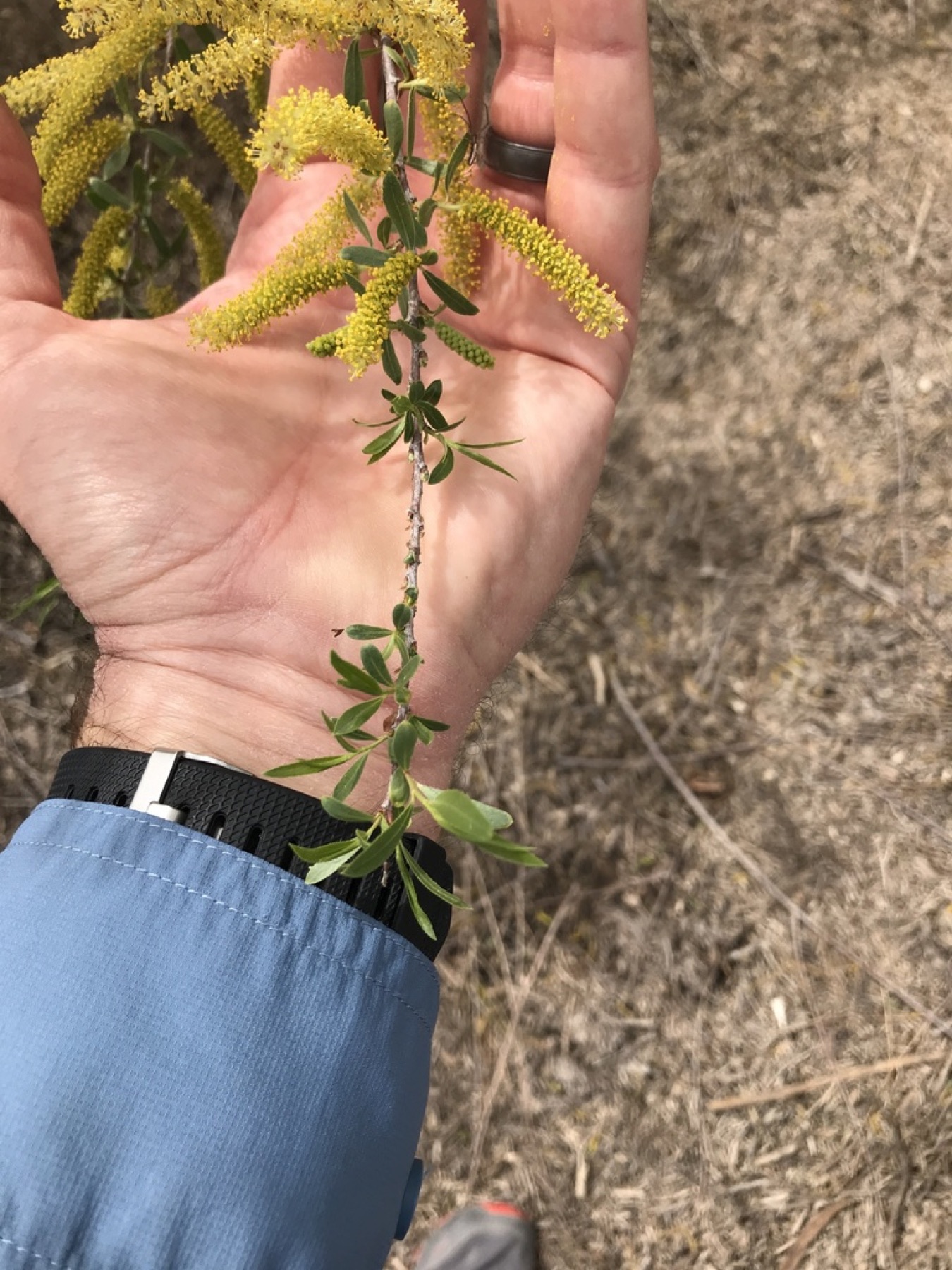 Goodding's Willow — photo 15