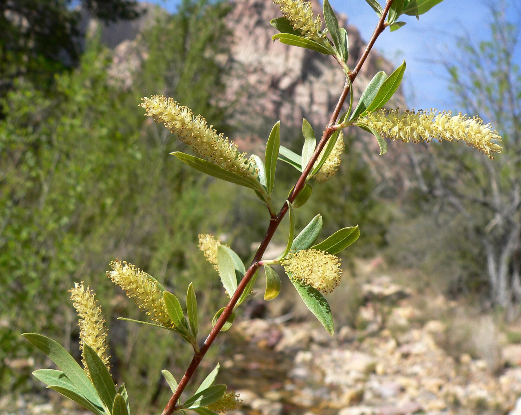 Goodding's Willow — photo 18