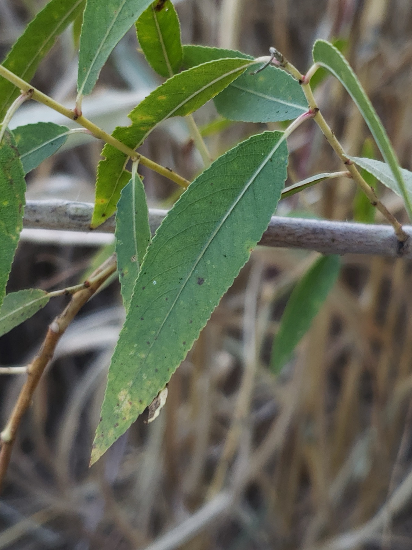 Goodding's Willow — photo 19