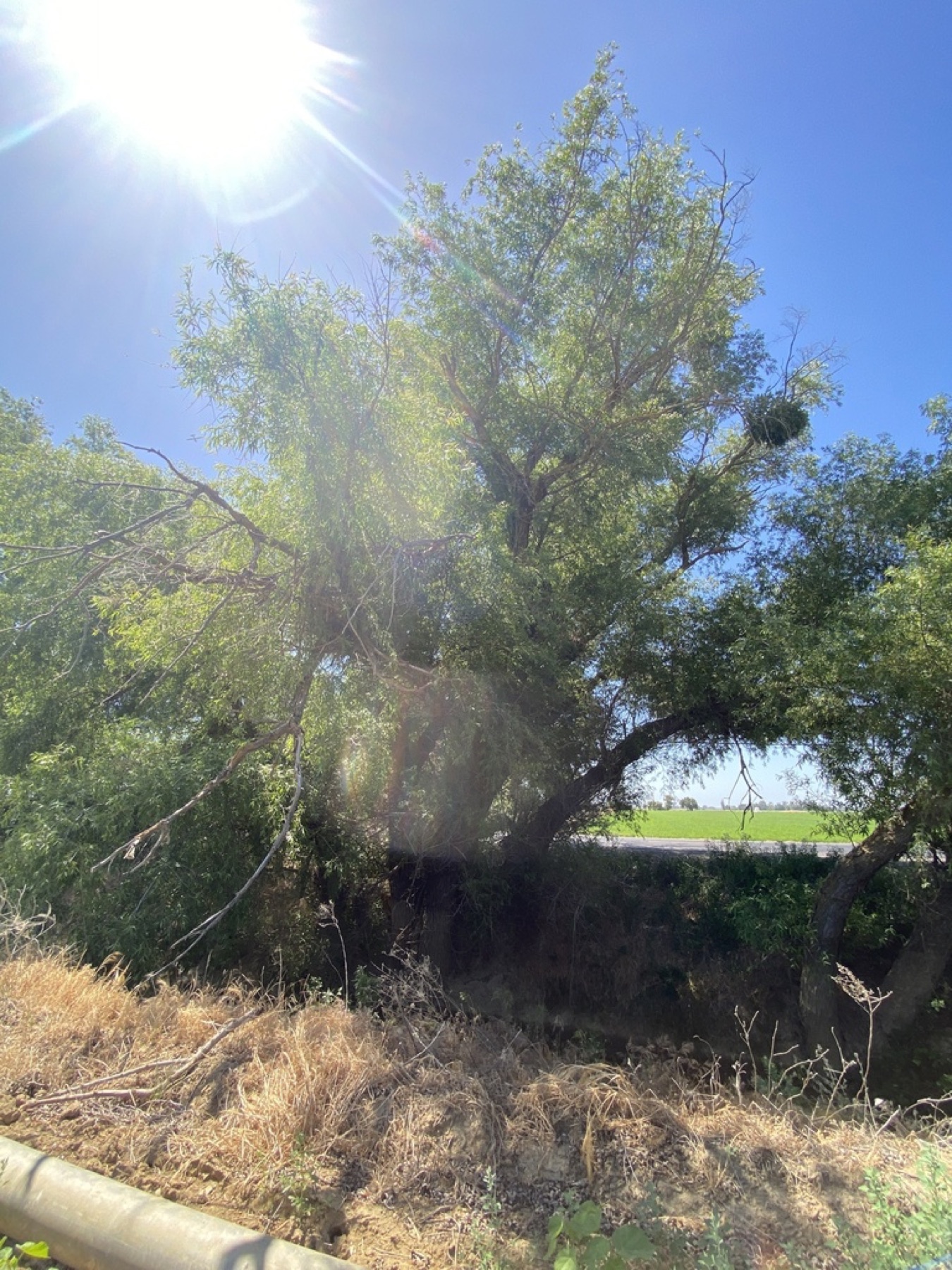 Goodding's Willow — photo 20