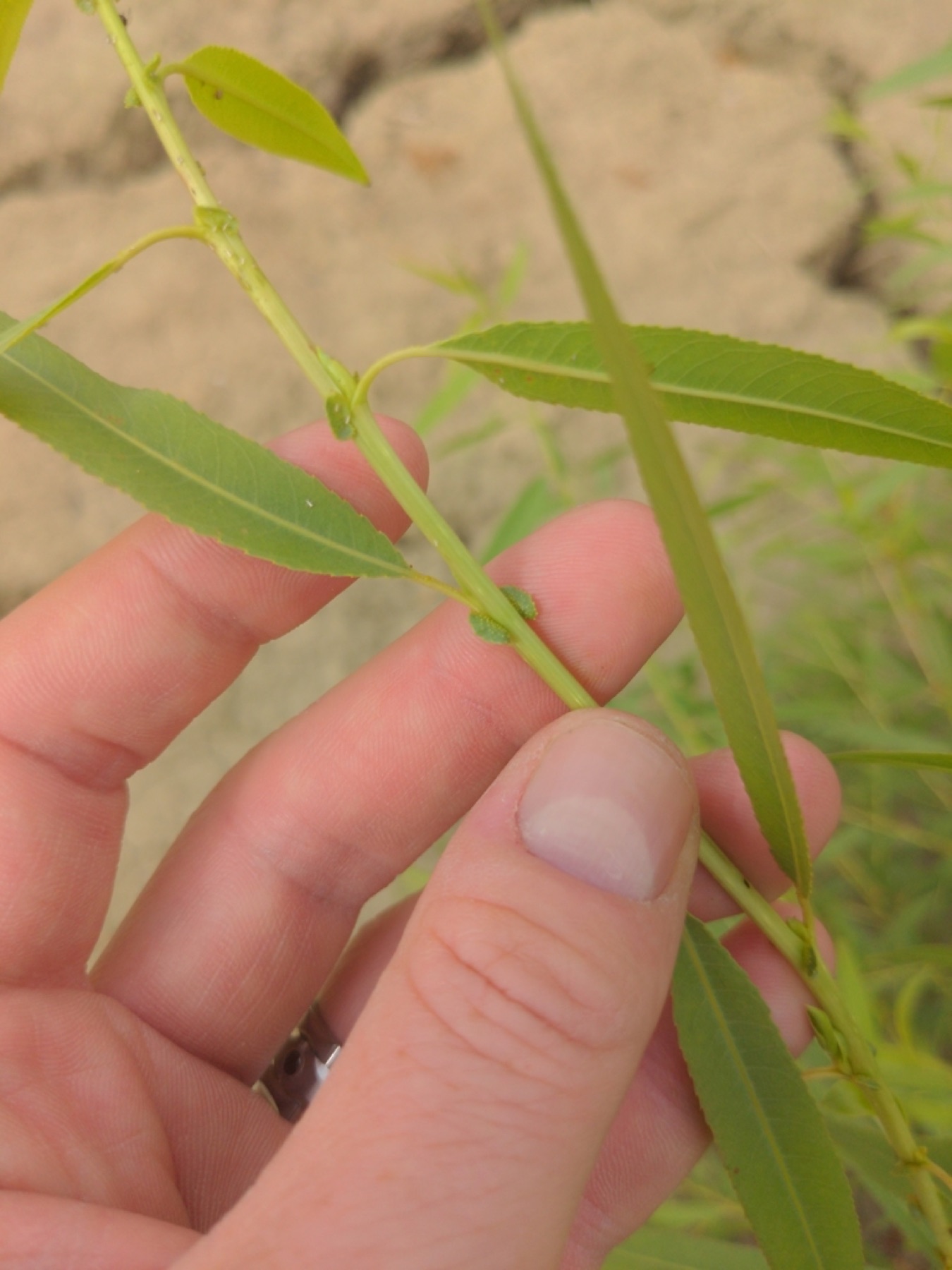 Goodding's Willow — photo 21