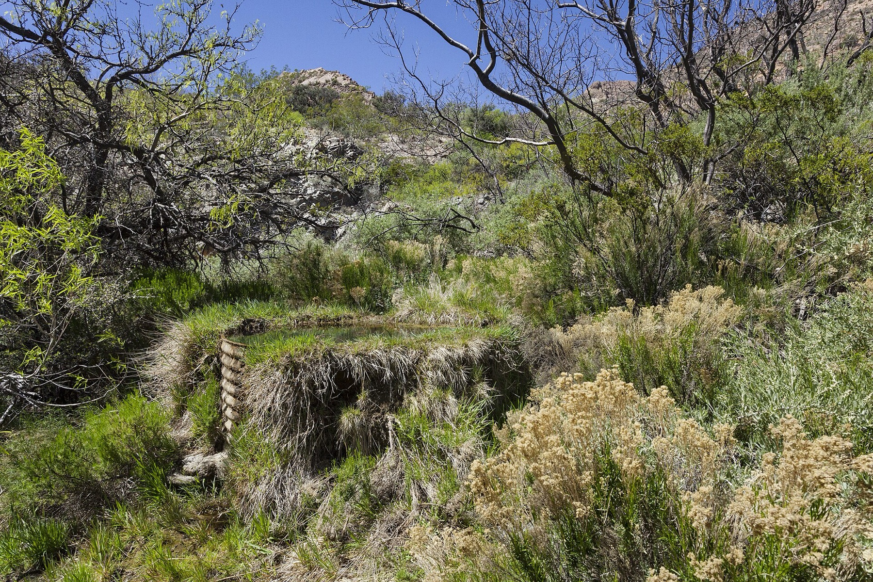 Goodding's Willow — photo 22