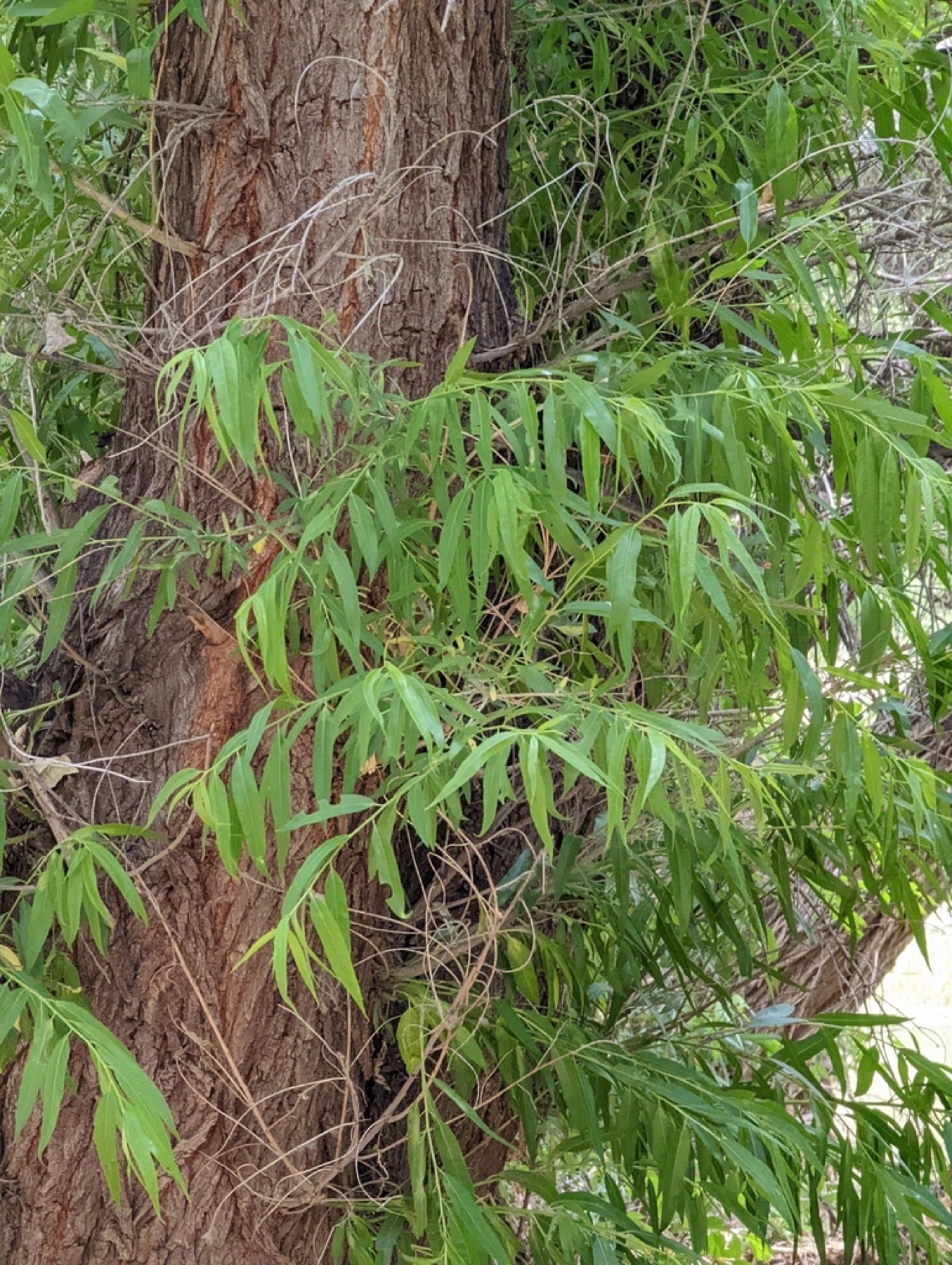 Goodding's Willow — photo 23
