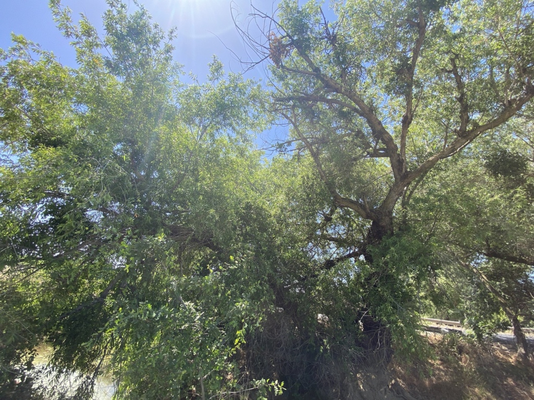 Goodding's Willow