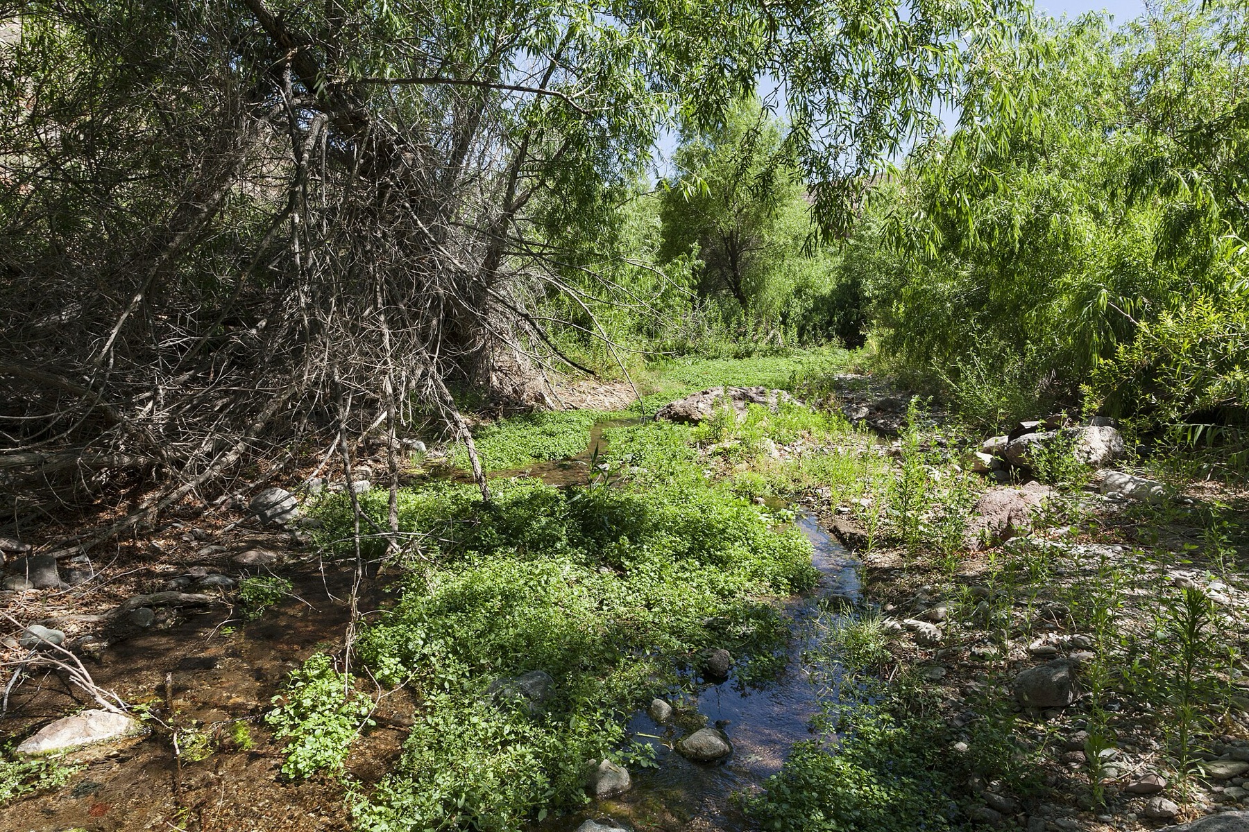 Goodding's Willow — photo 2