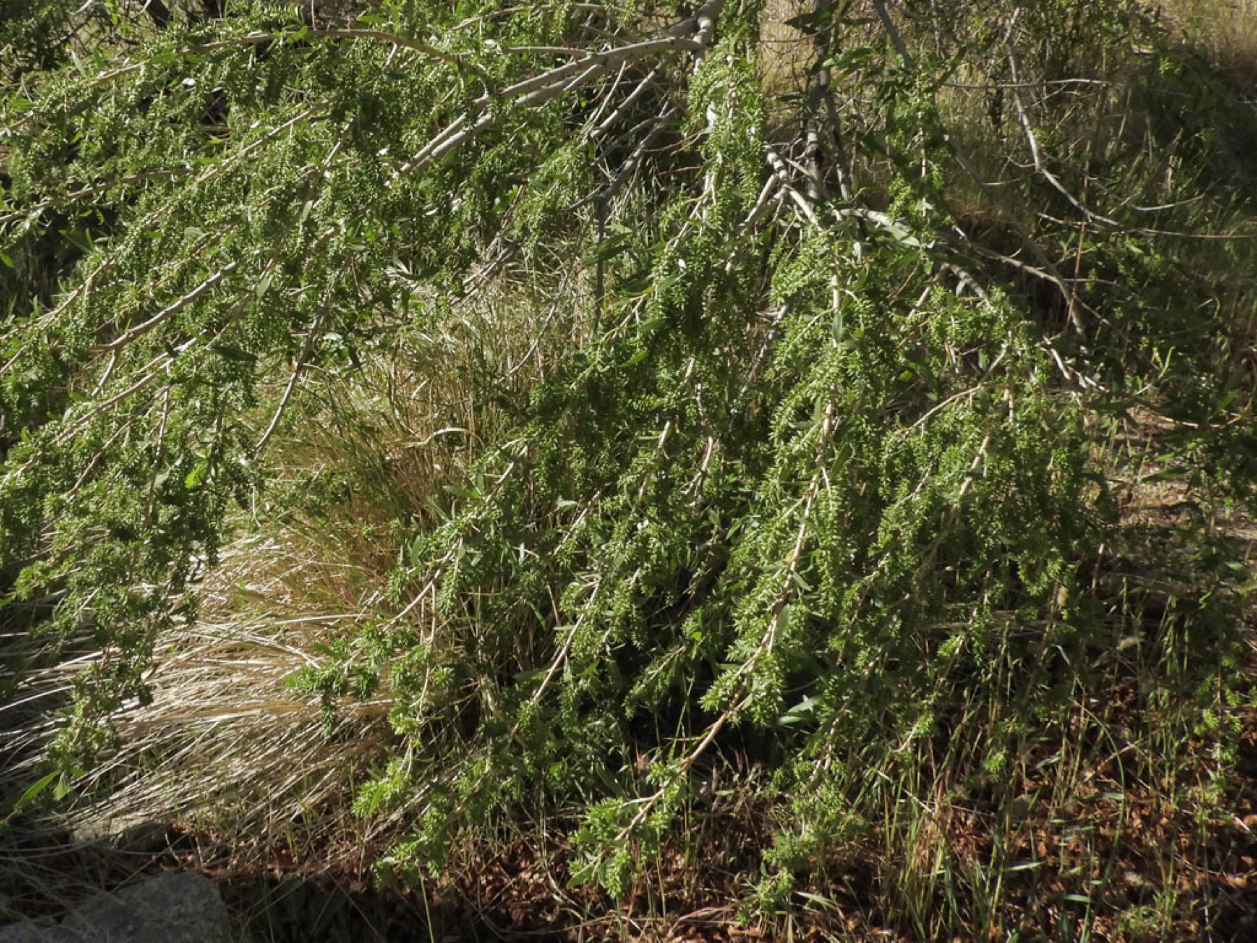 Goodding's Willow — photo 3