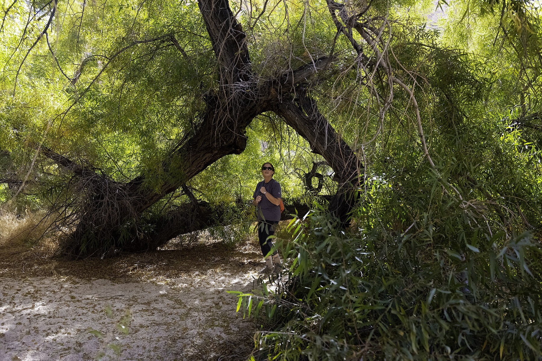 Goodding's Willow — photo 4