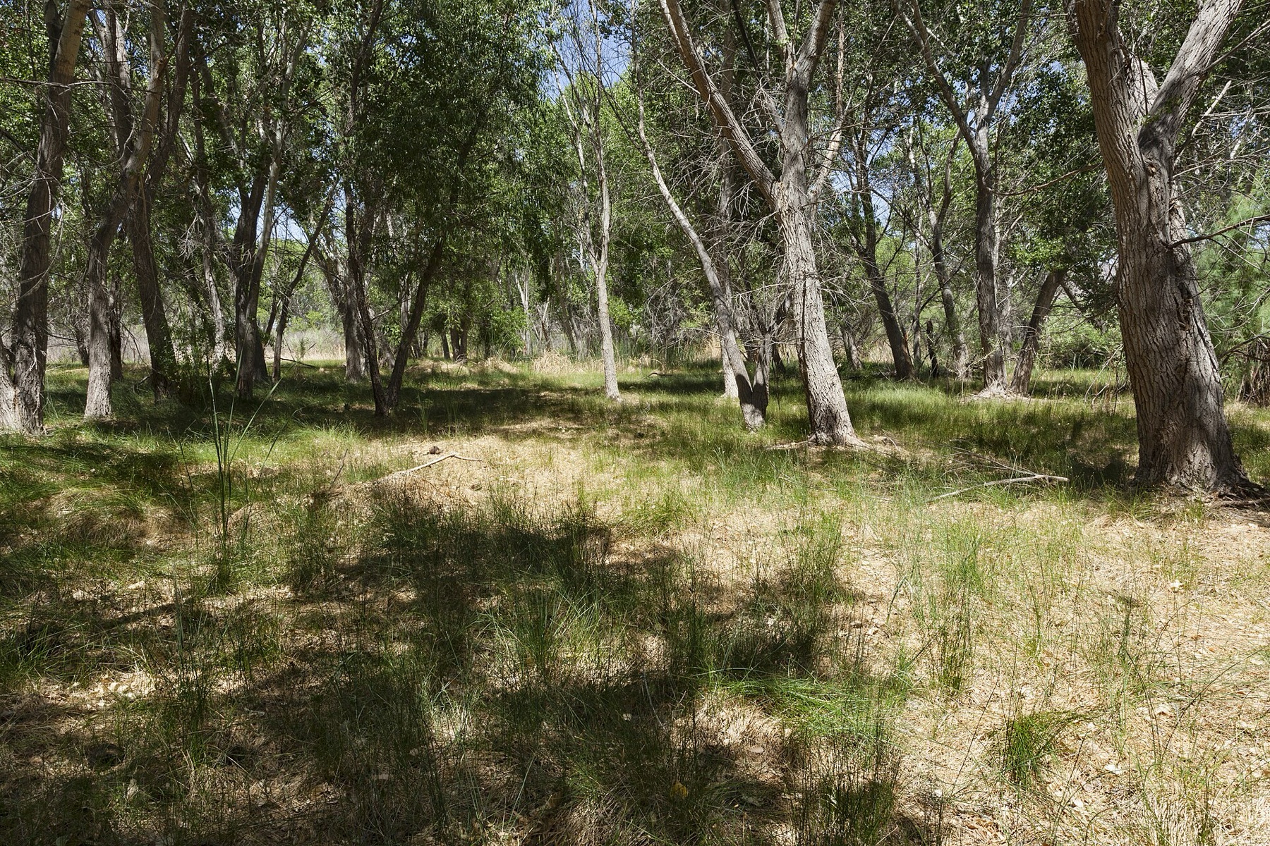Goodding's Willow — photo 5