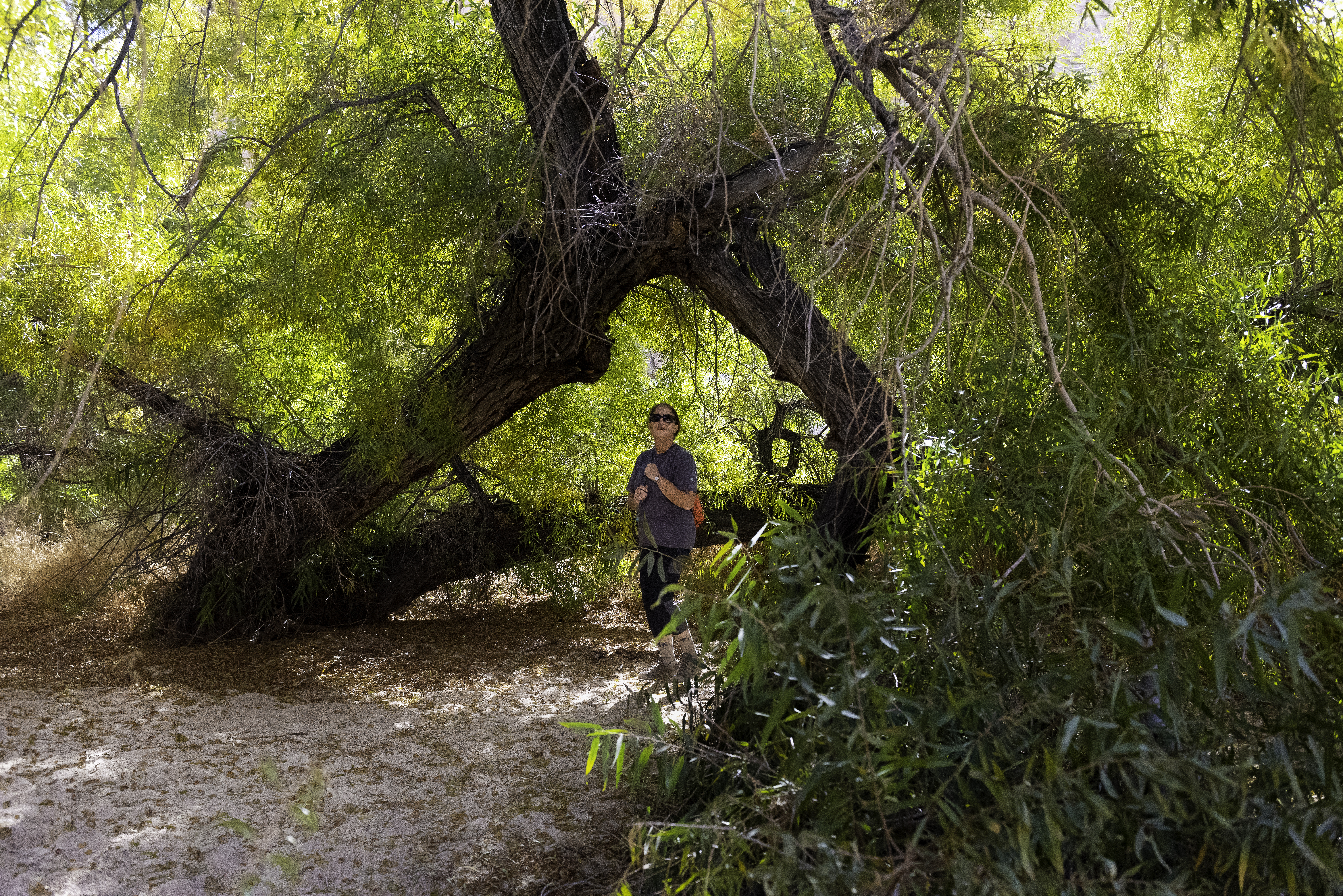Goodding's Willow — photo 24