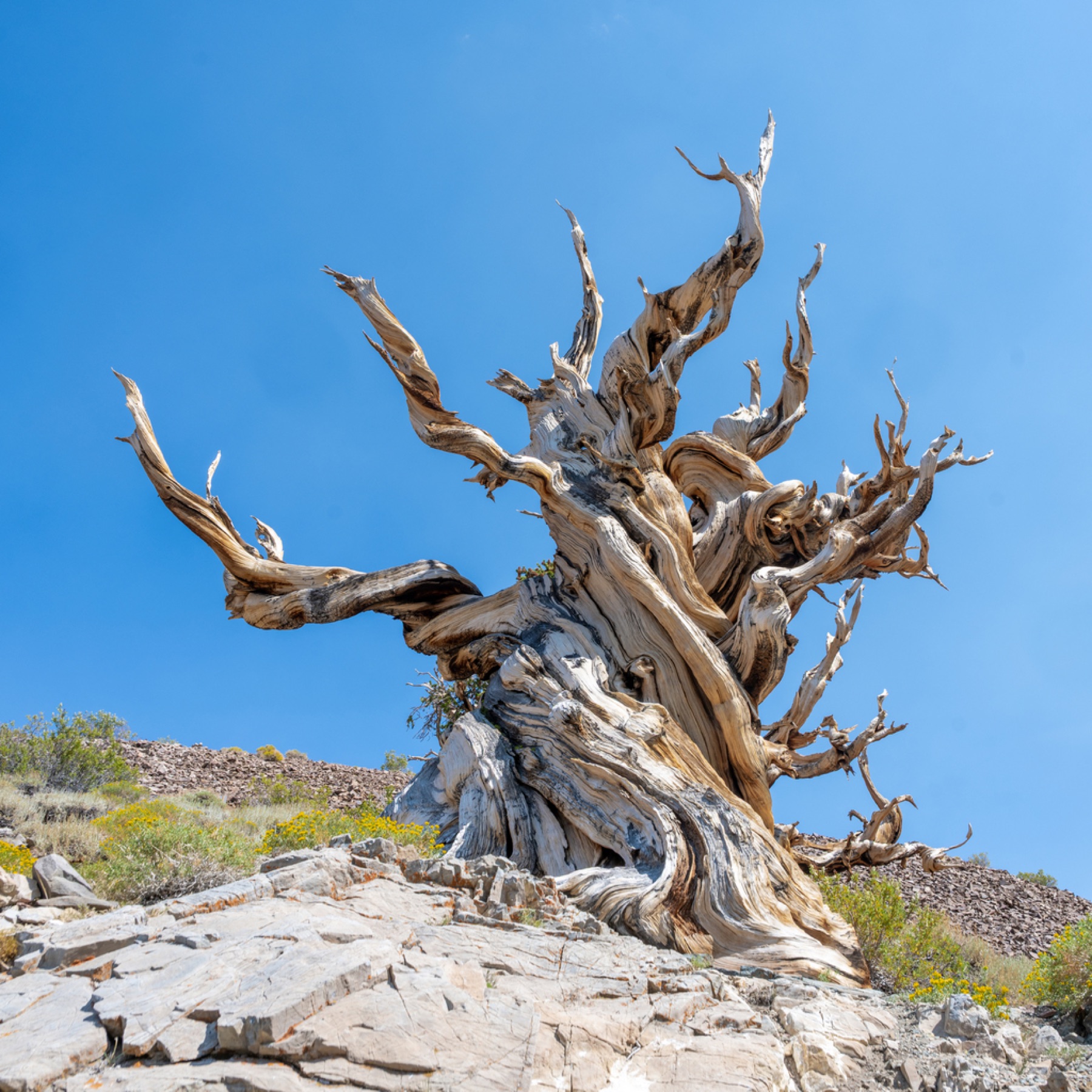 Great Basin Bristlecone Pine — photo 6