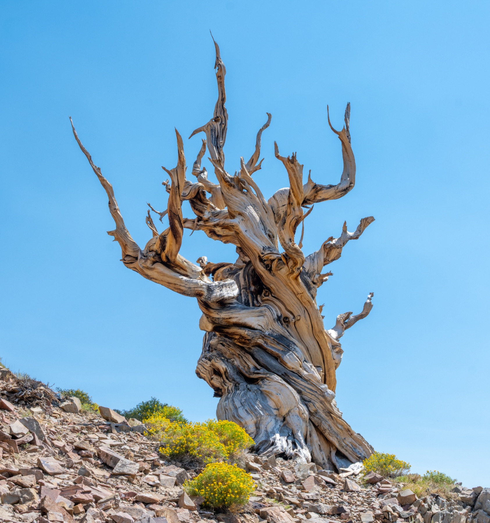 Great Basin Bristlecone Pine — photo 7