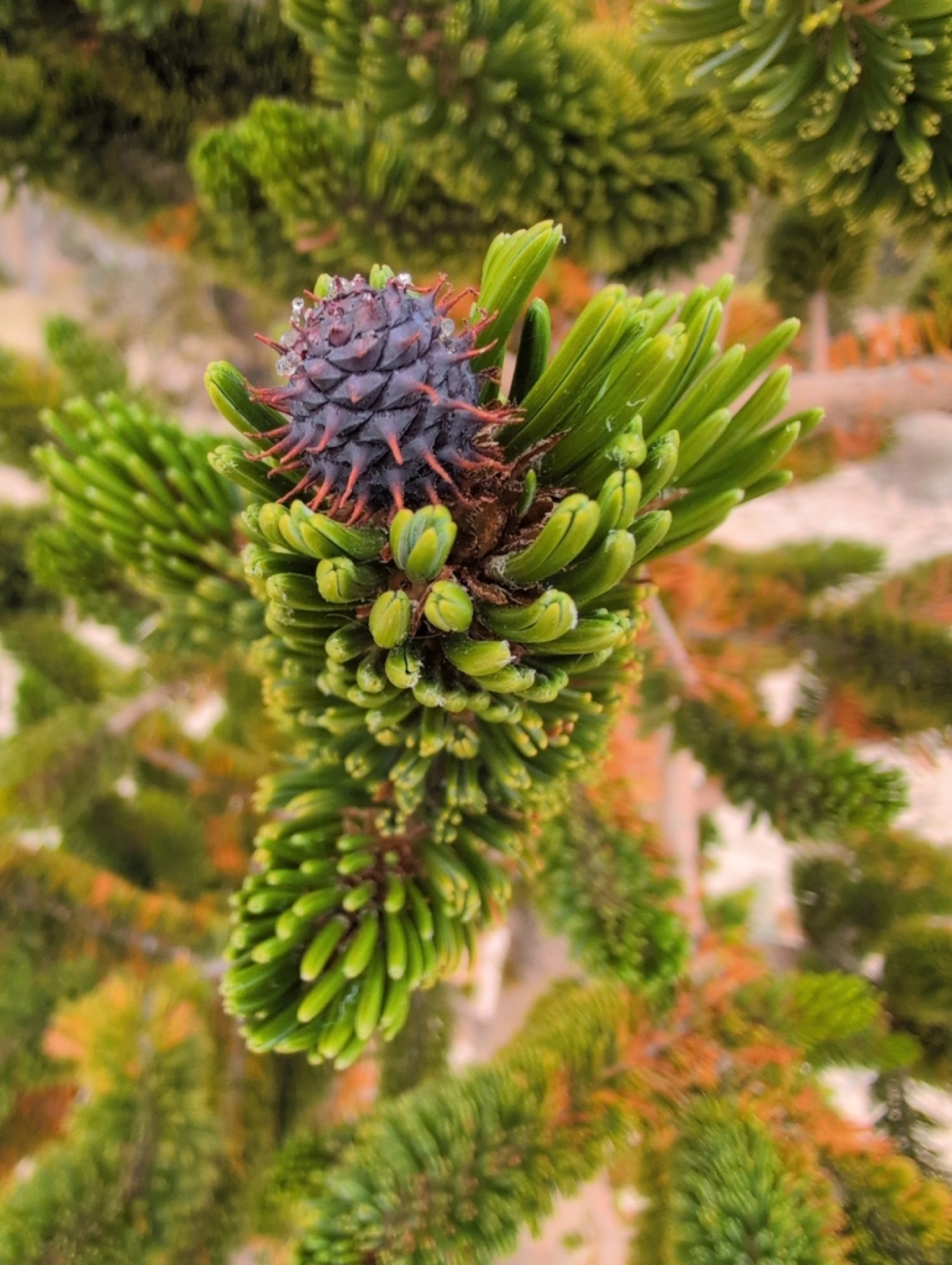 Great Basin Bristlecone Pine — photo 8