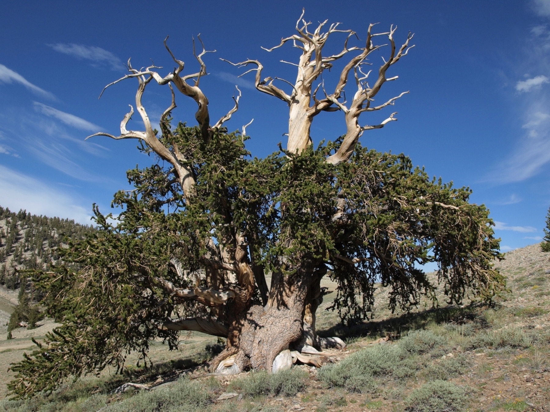 Great Basin Bristlecone Pine — photo 9