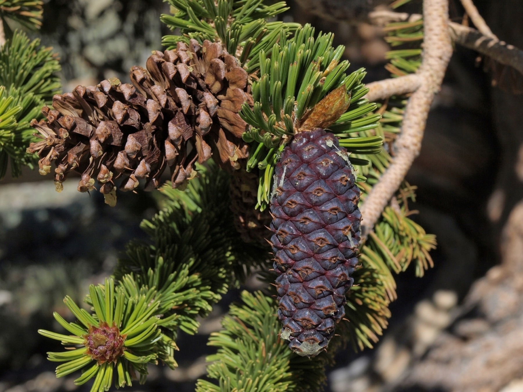Great Basin Bristlecone Pine — photo 10
