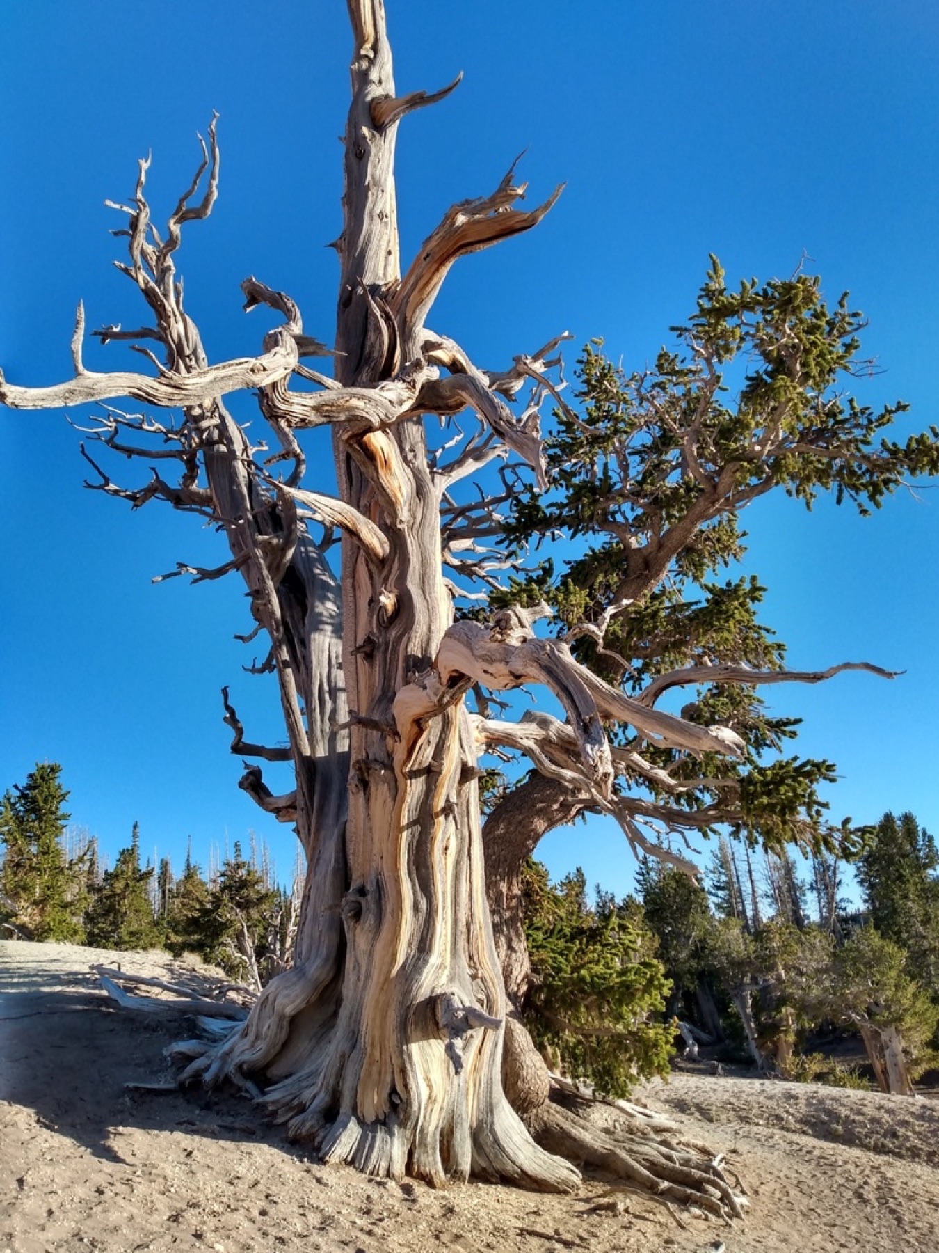 Great Basin Bristlecone Pine — photo 11