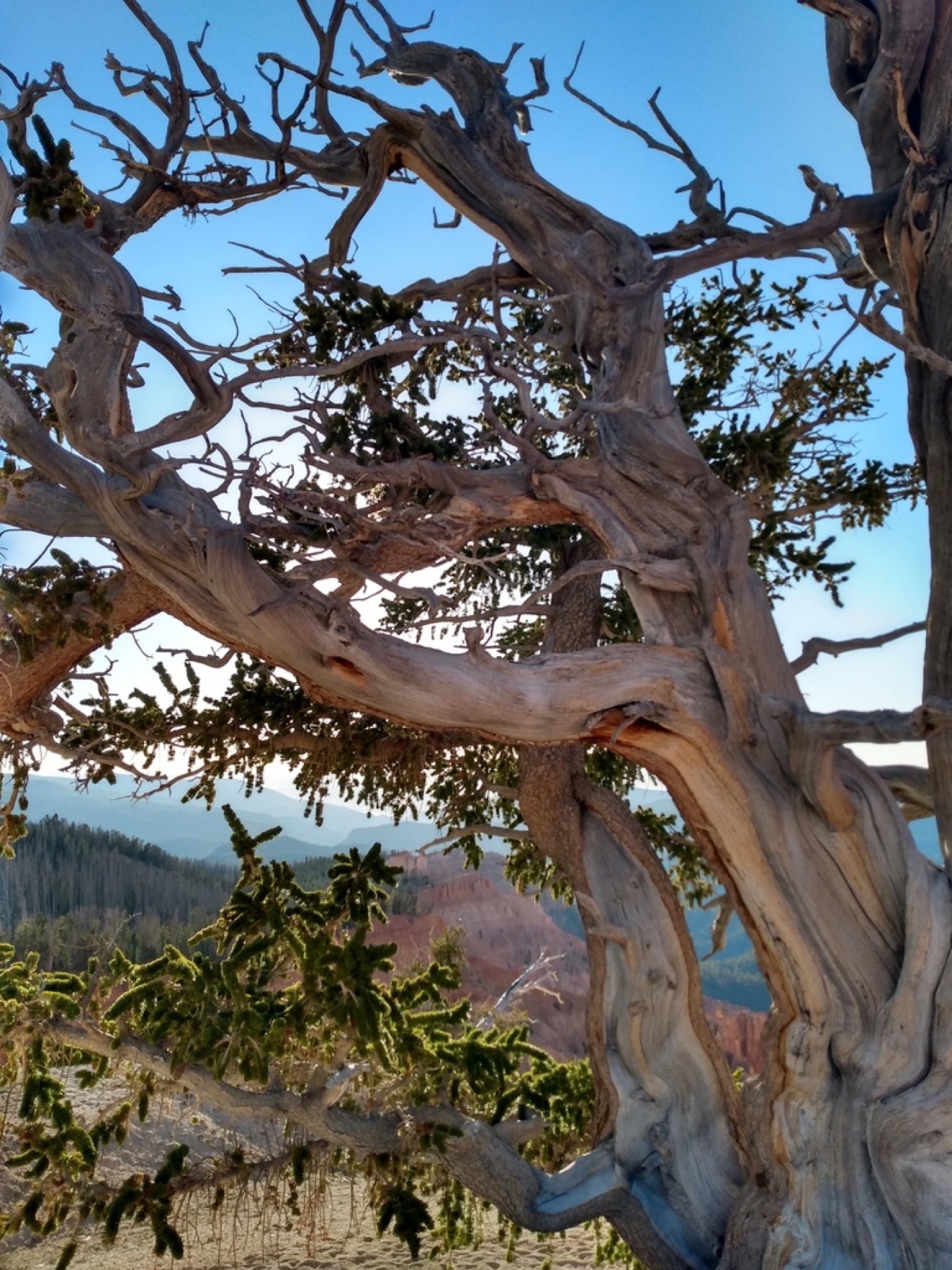 Great Basin Bristlecone Pine — photo 12