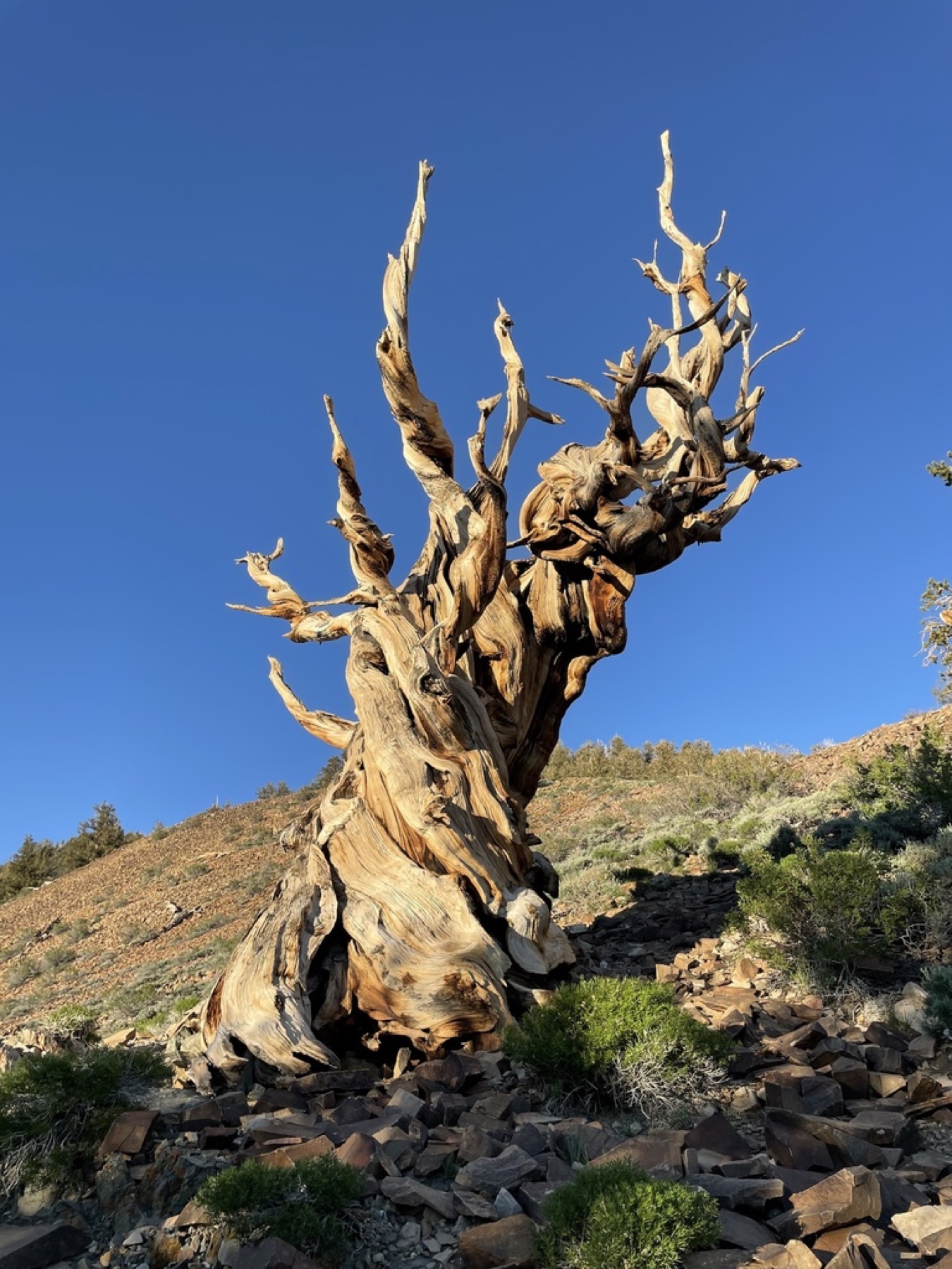 Great Basin Bristlecone Pine — photo 13