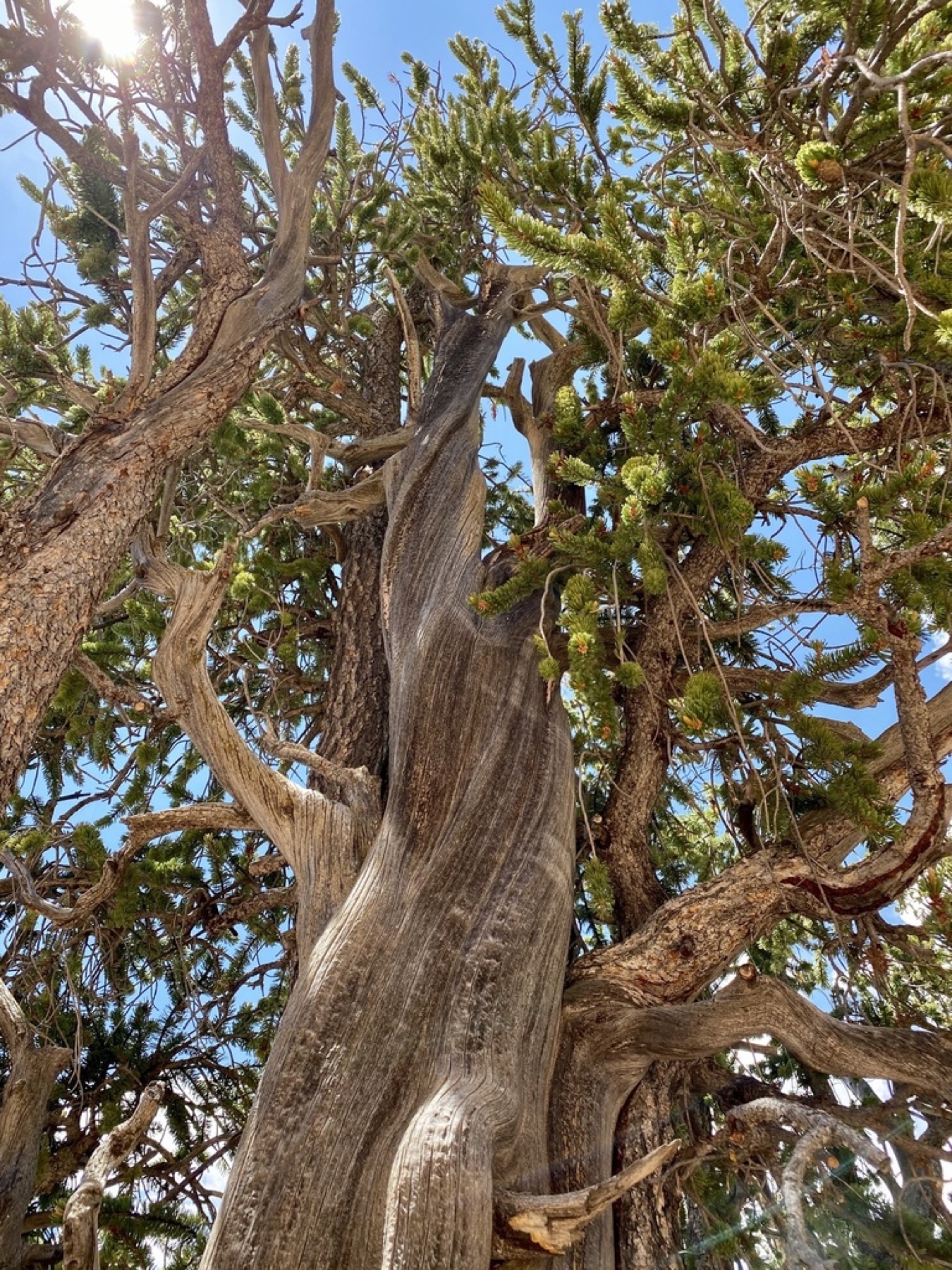 Great Basin Bristlecone Pine — photo 14