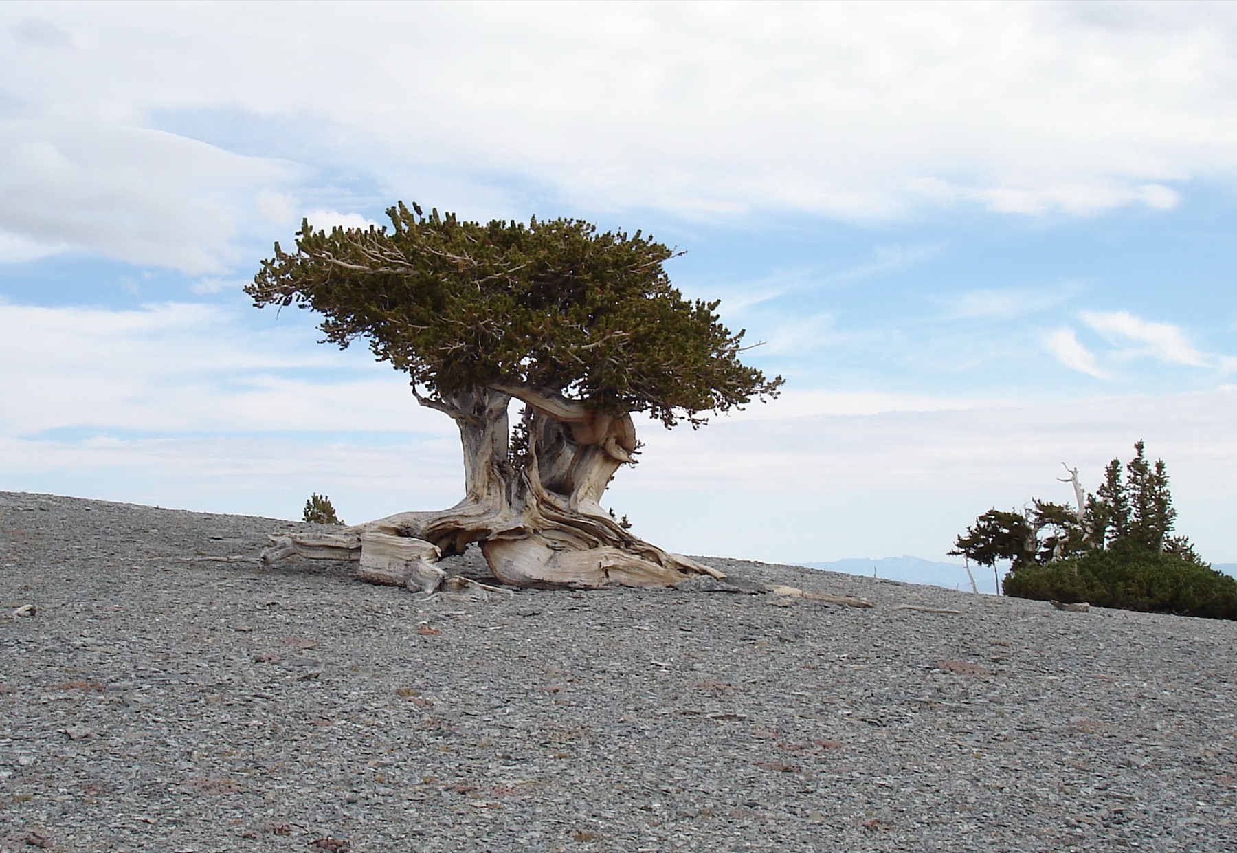 Great Basin Bristlecone Pine — photo 15