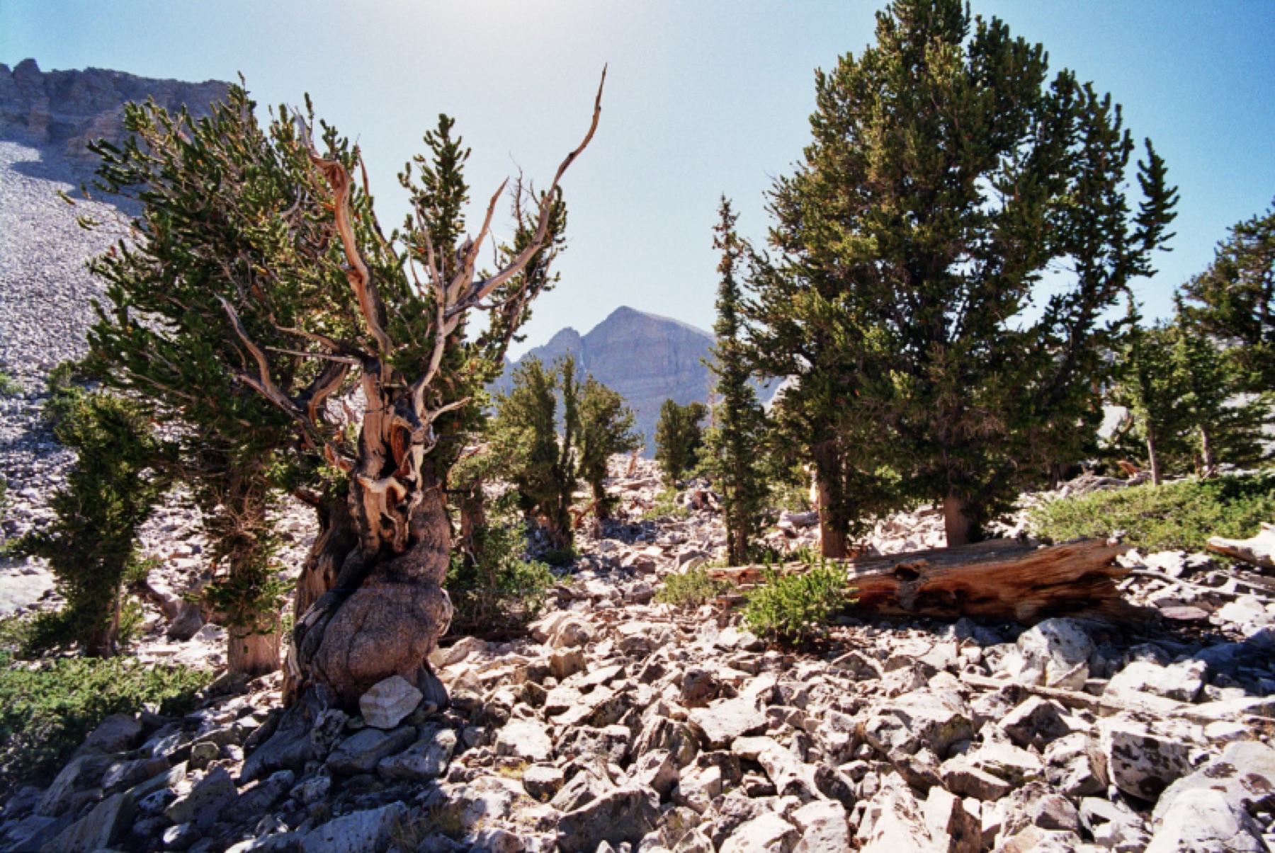 Great Basin Bristlecone Pine — photo 16