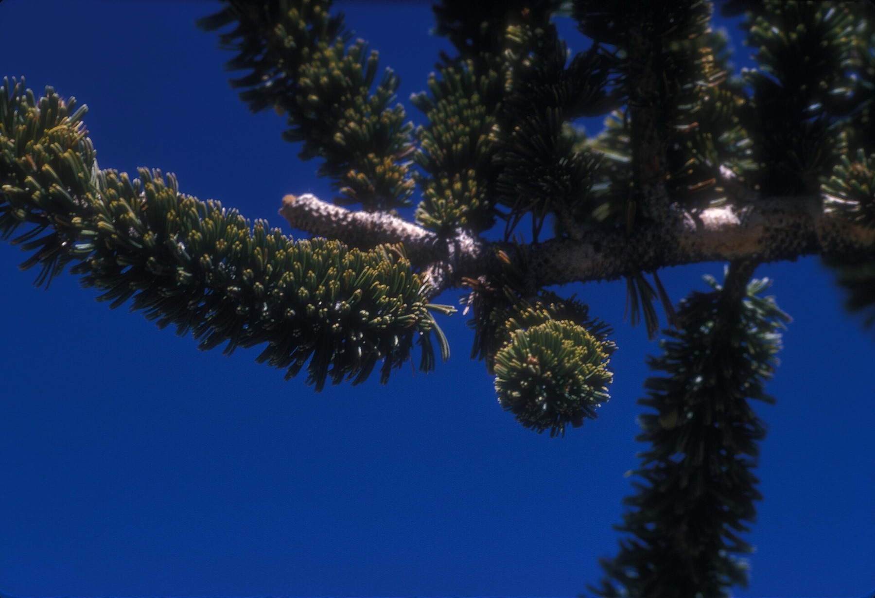 Great Basin Bristlecone Pine — photo 17