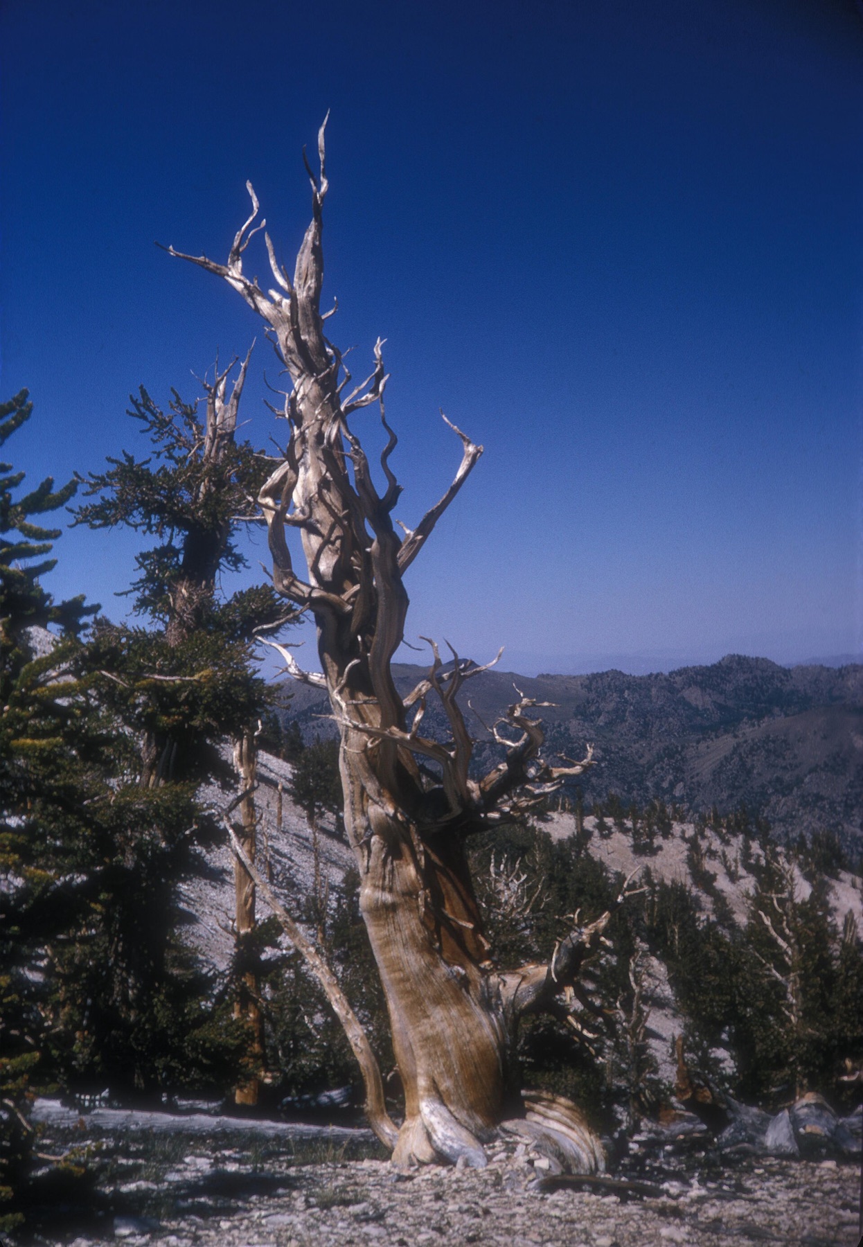 Great Basin Bristlecone Pine — photo 18