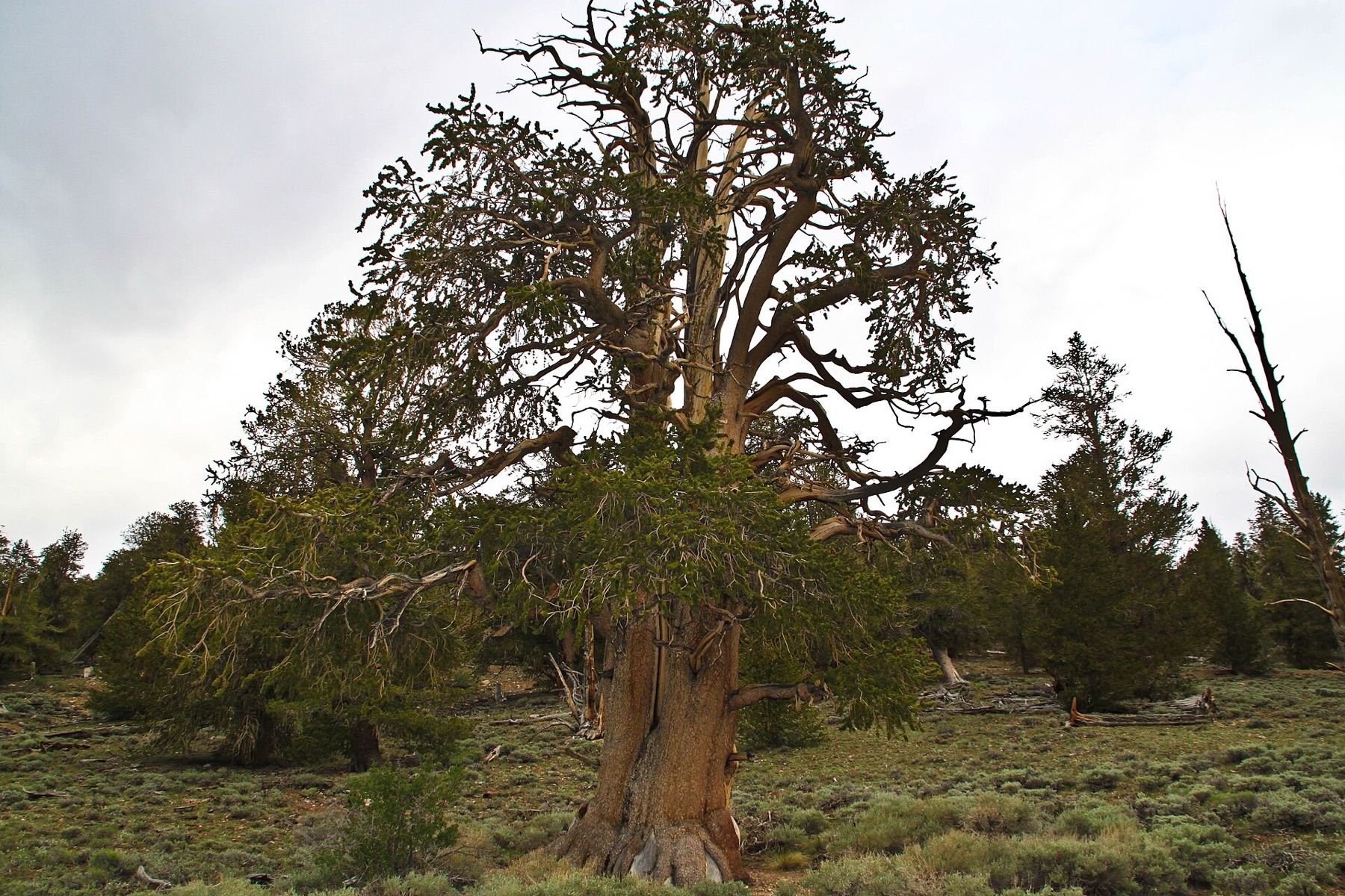 Great Basin Bristlecone Pine — photo 19