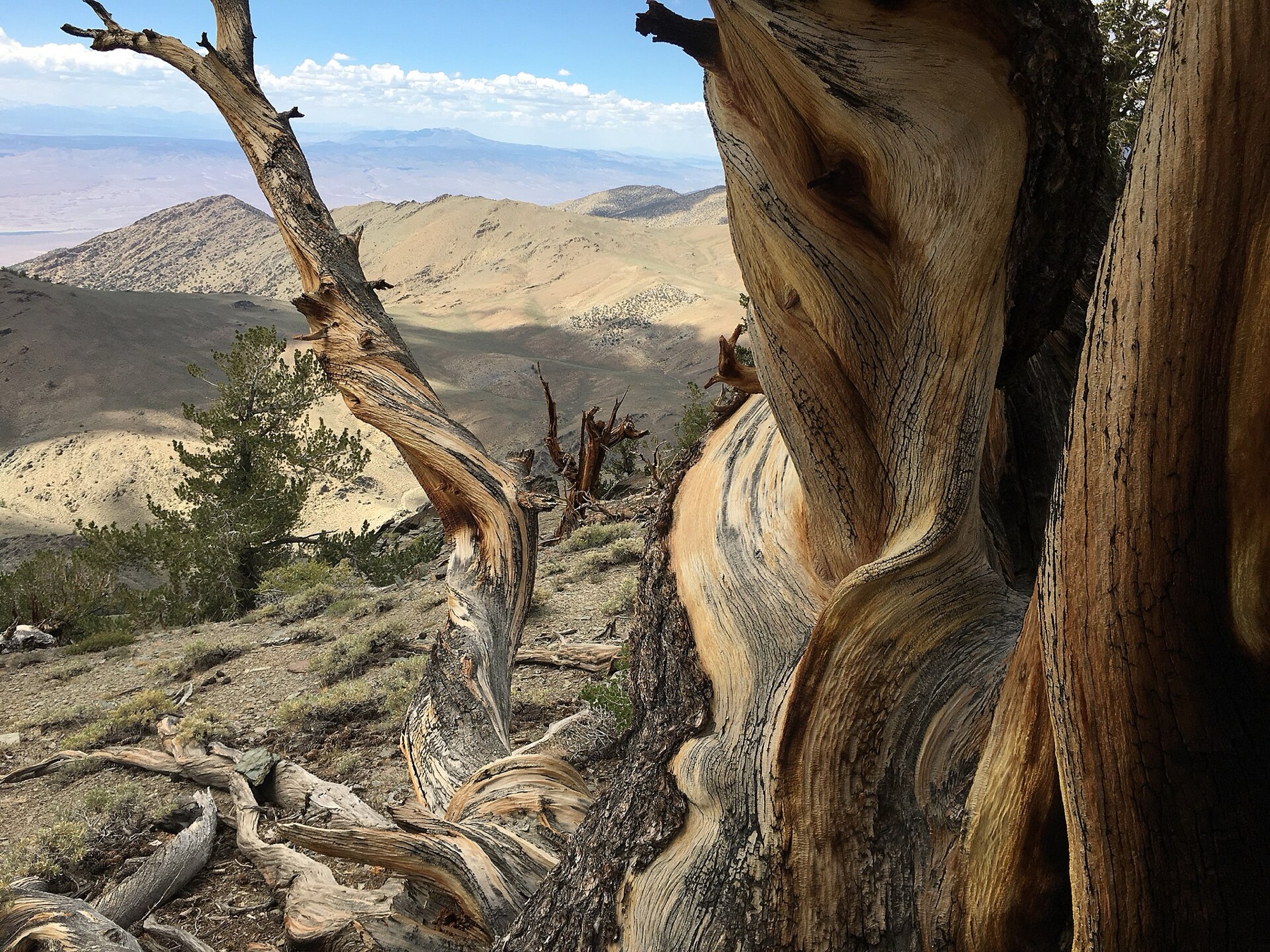 Great Basin Bristlecone Pine — photo 20