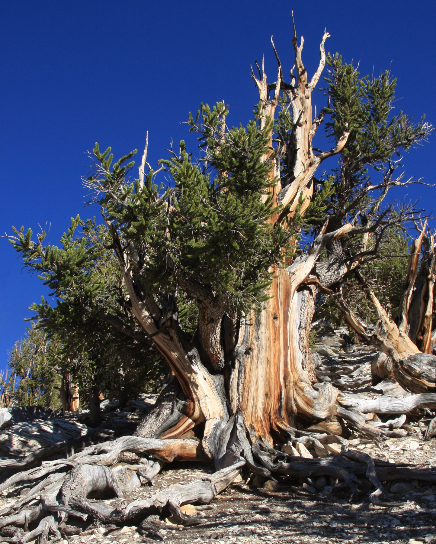 Great Basin Bristlecone Pine — photo 22