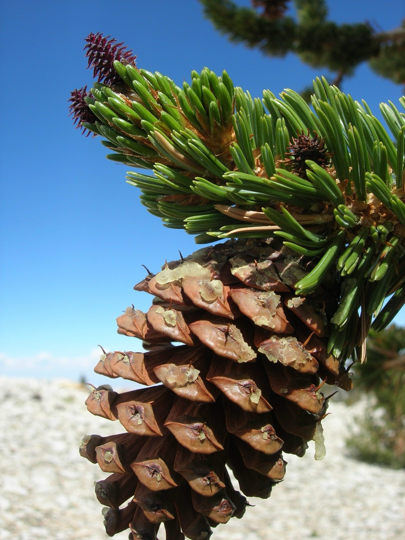 Great Basin Bristlecone Pine — photo 23