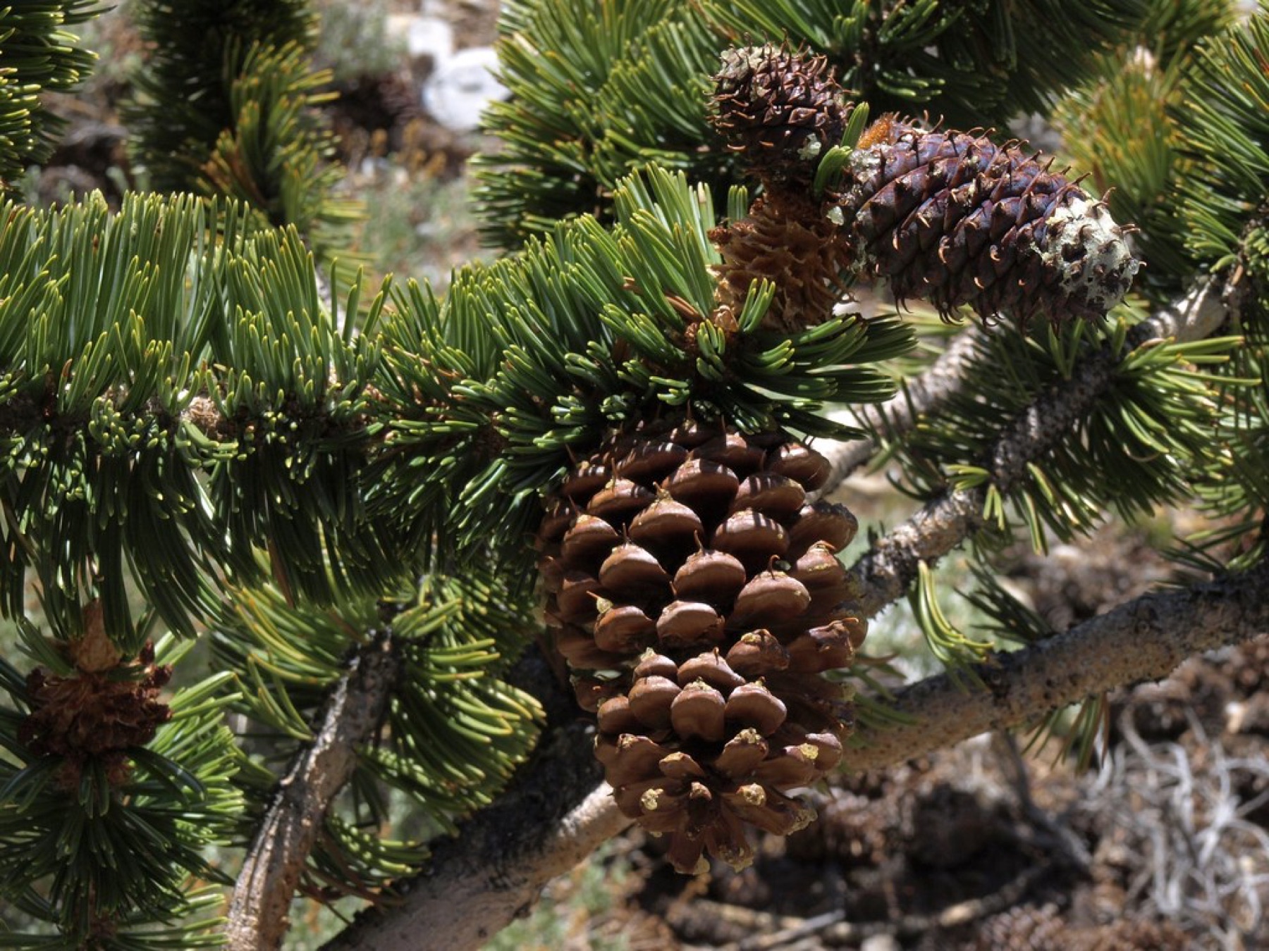 Great Basin Bristlecone Pine