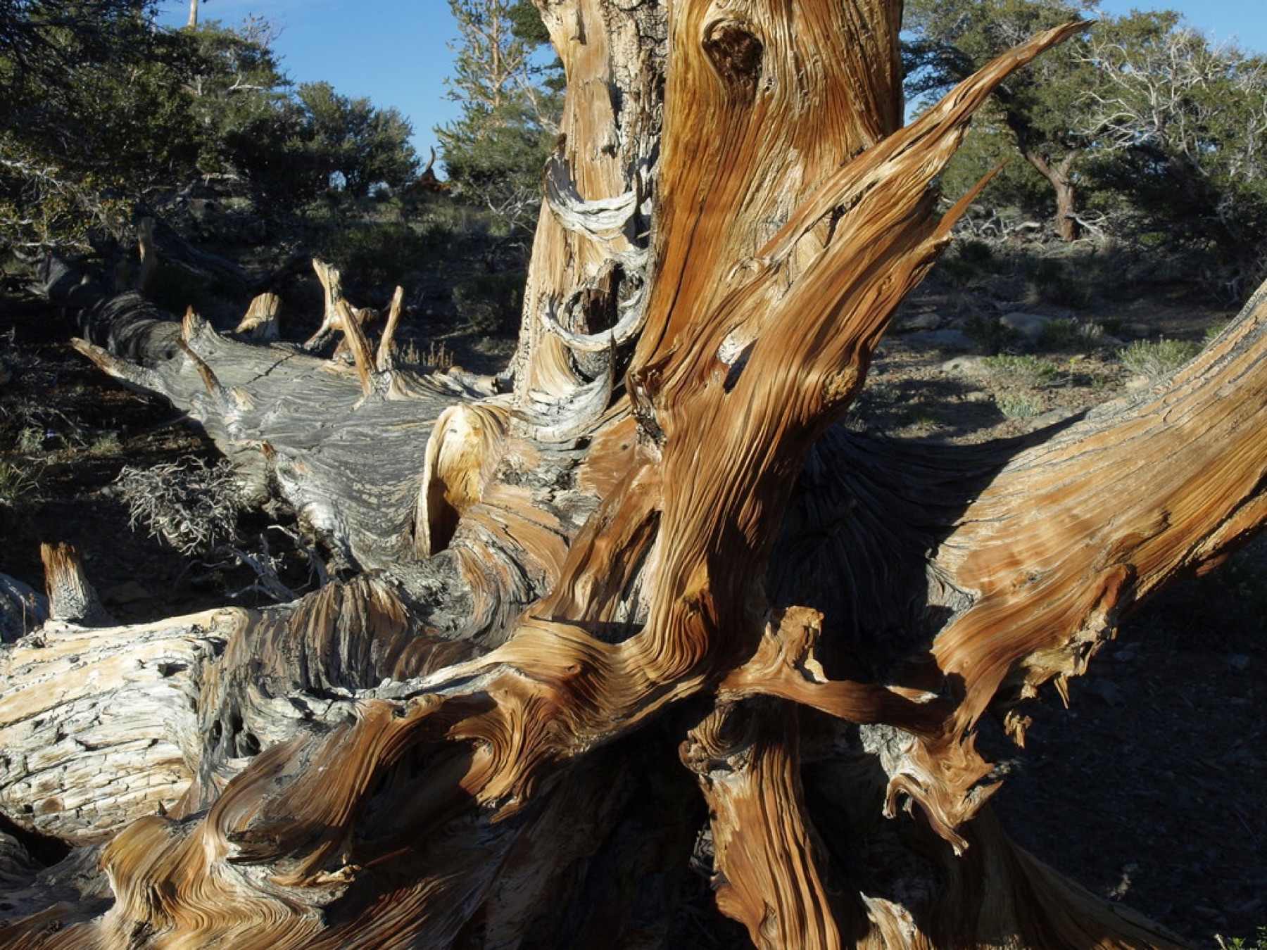Great Basin Bristlecone Pine — photo 2