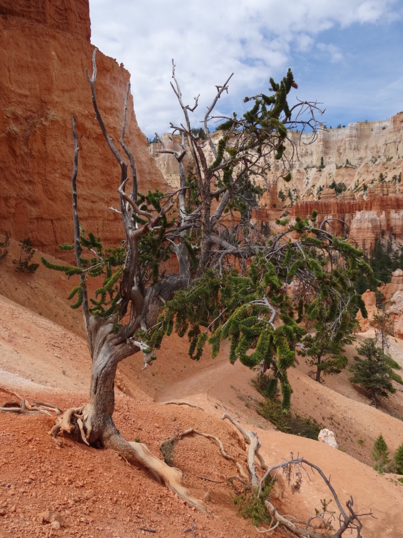 Great Basin Bristlecone Pine — photo 3