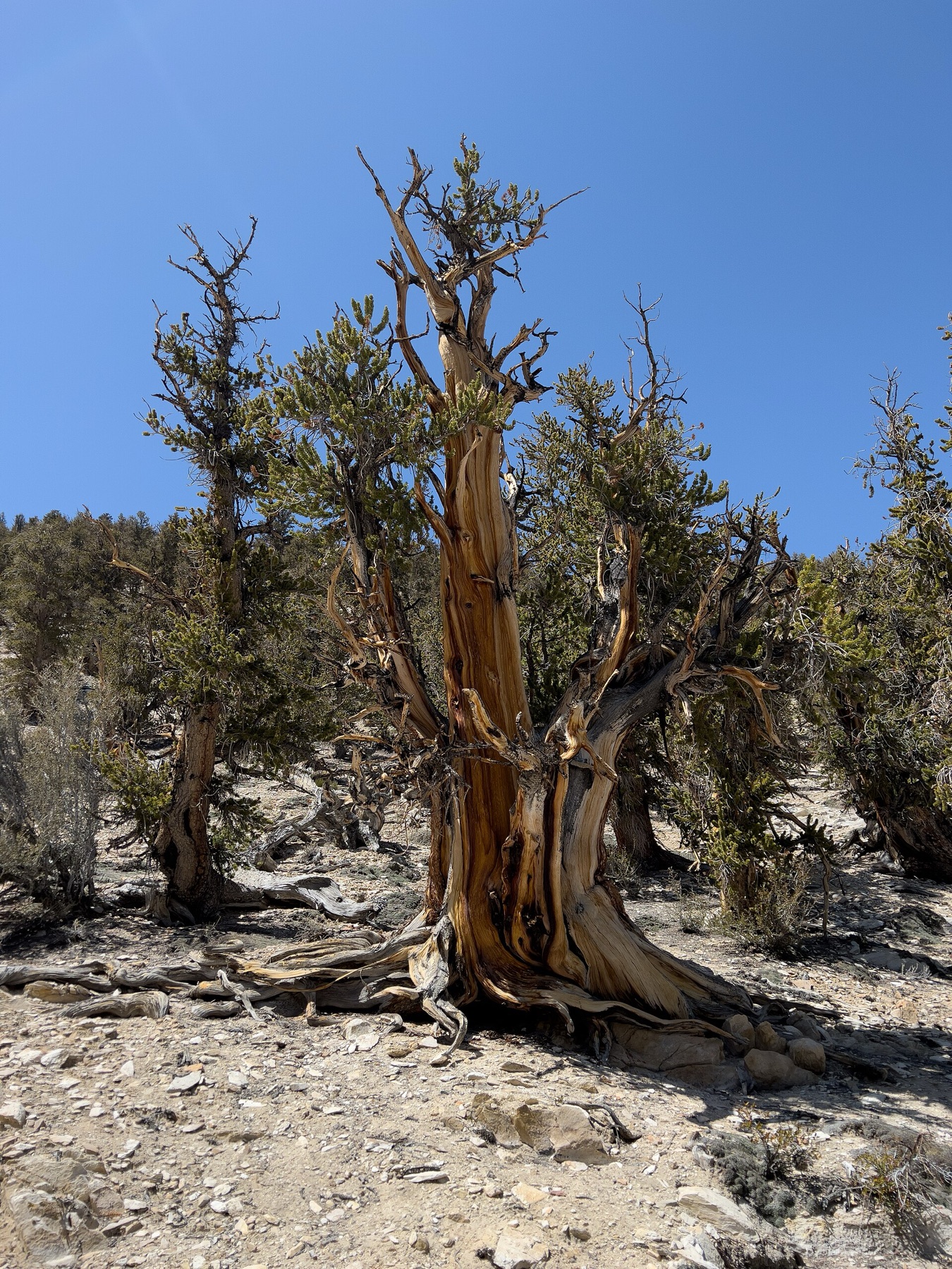 Great Basin Bristlecone Pine — photo 4
