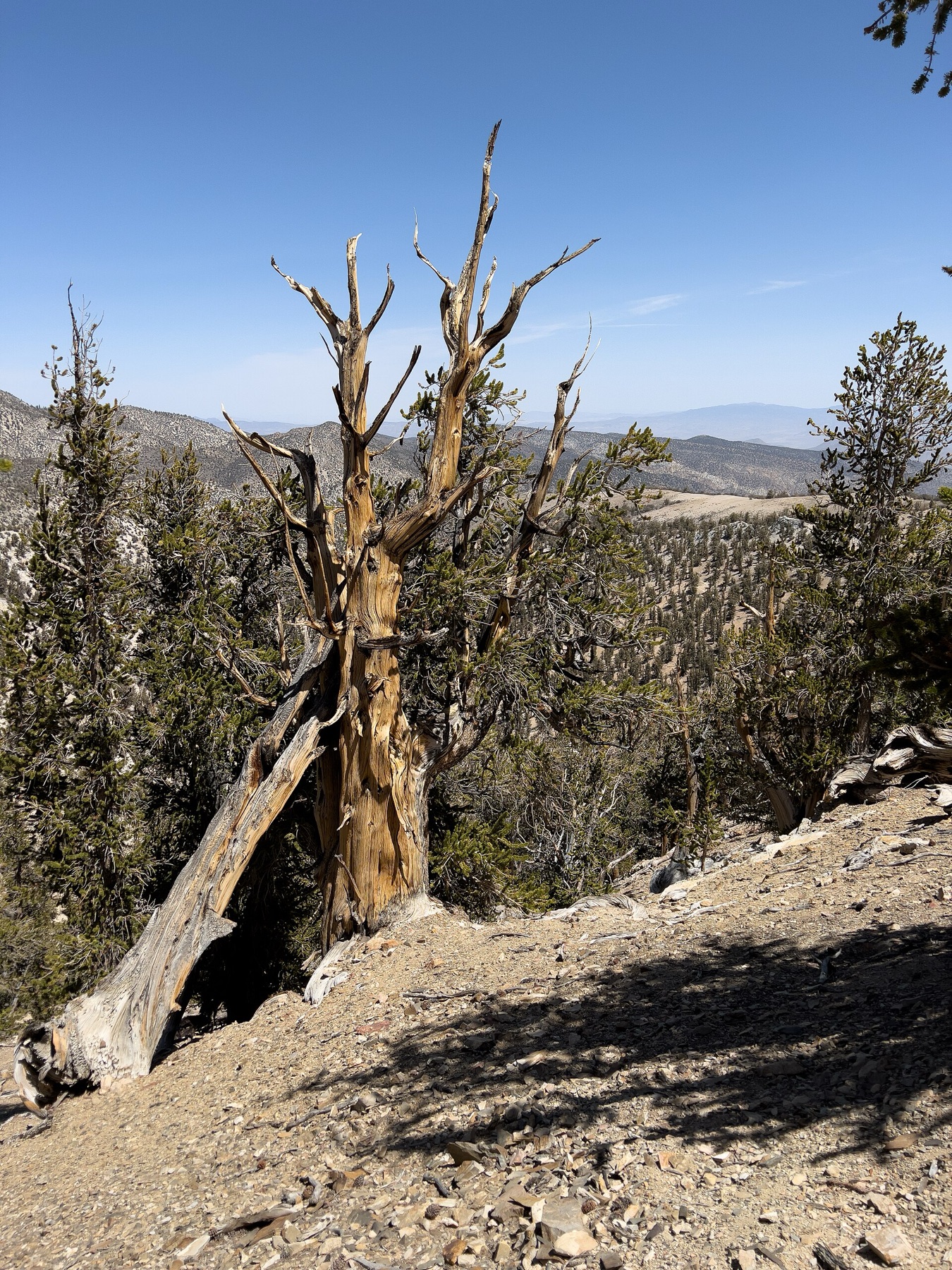 Great Basin Bristlecone Pine — photo 5