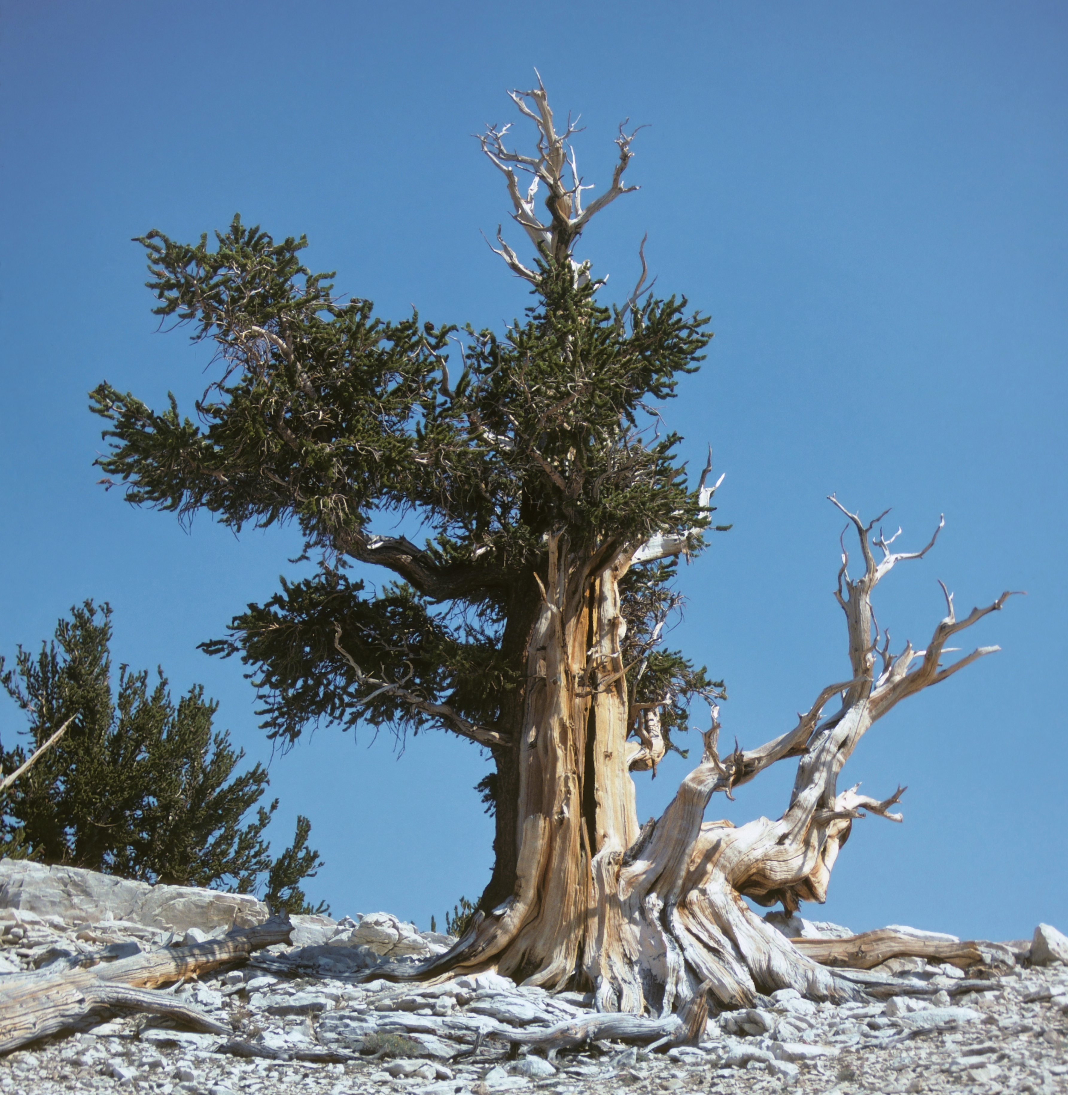 Great Basin Bristlecone Pine — photo 24