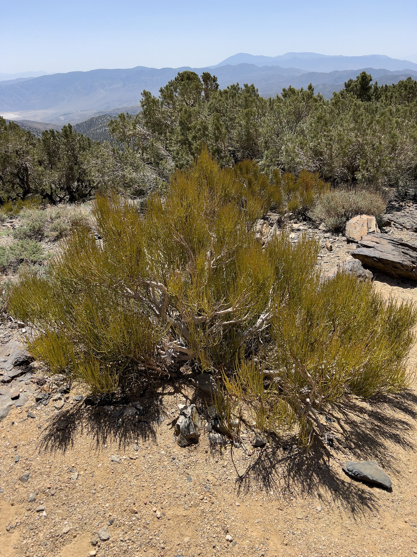 Green Ephedra — photo 6