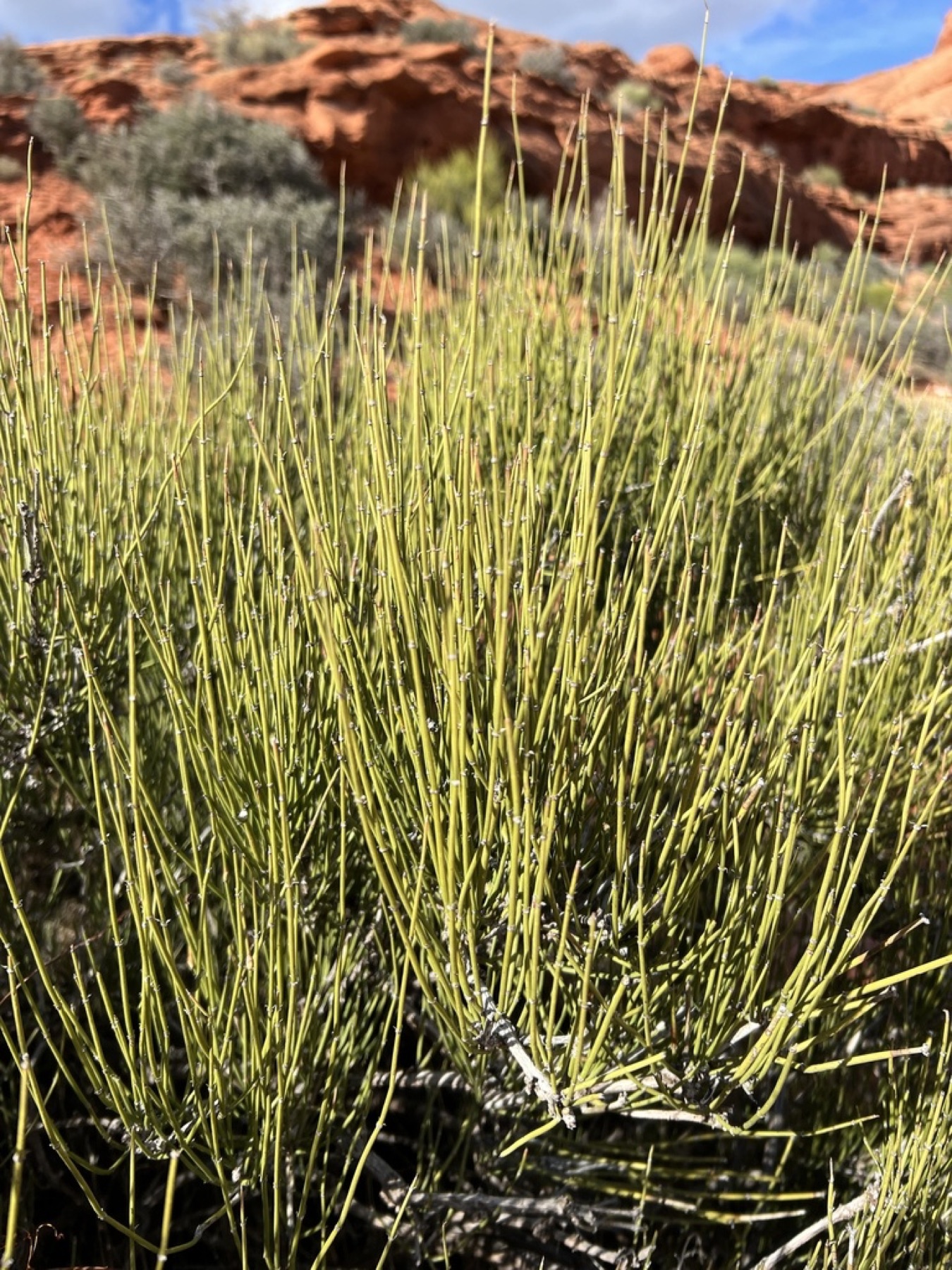 Green Ephedra — photo 7
