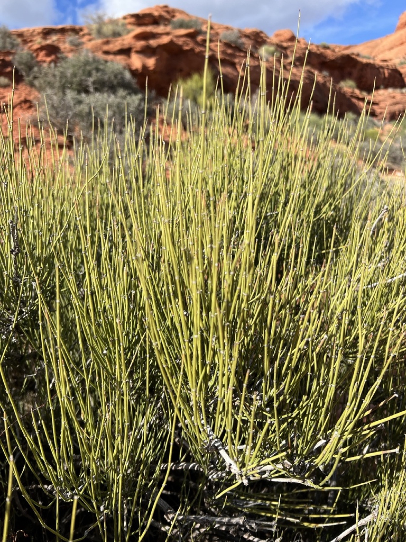 Green Ephedra — photo 8