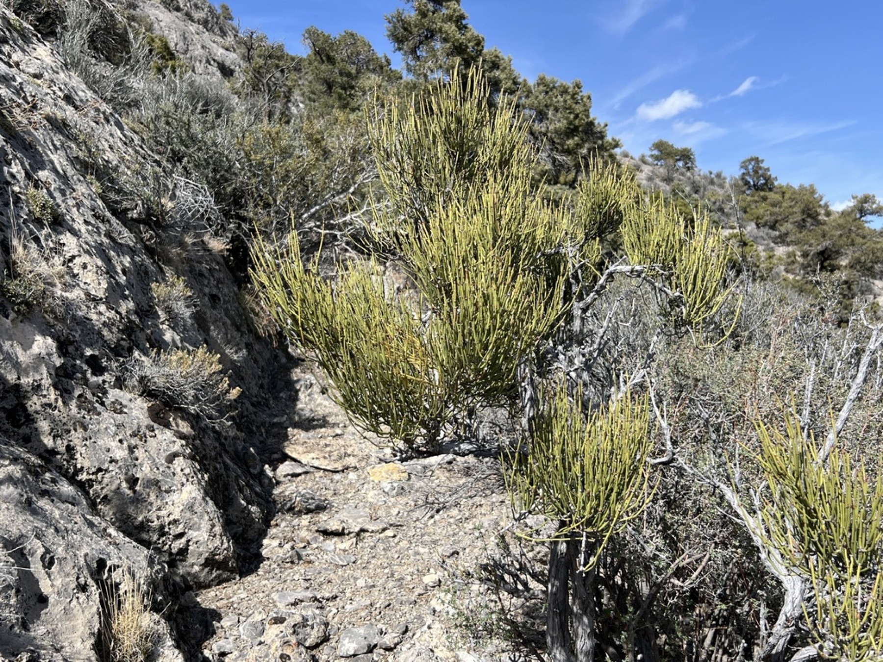 Green Ephedra — photo 9