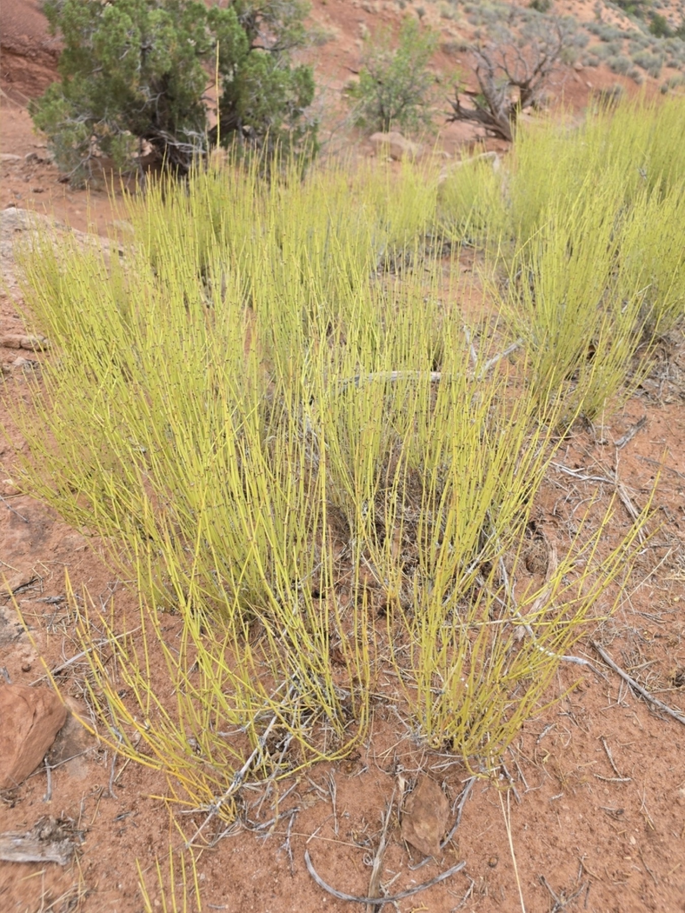 Green Ephedra — photo 11