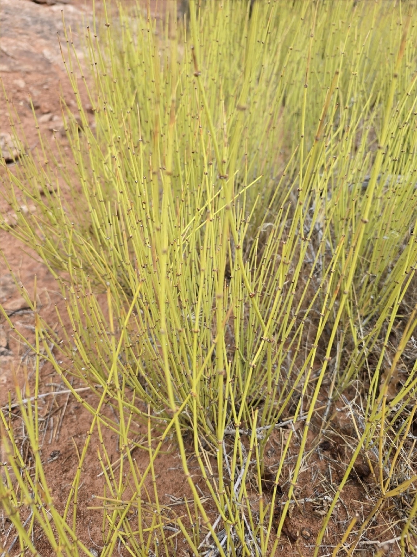 Green Ephedra — photo 12