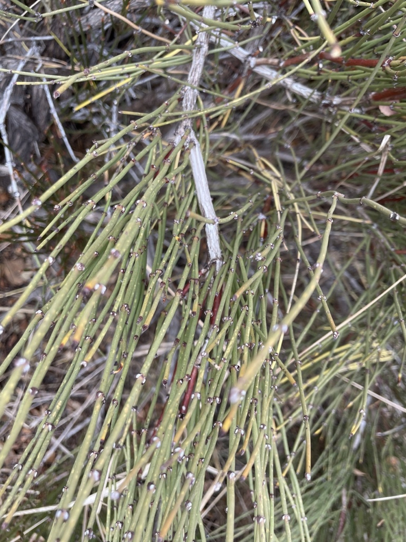 Green Ephedra — photo 13