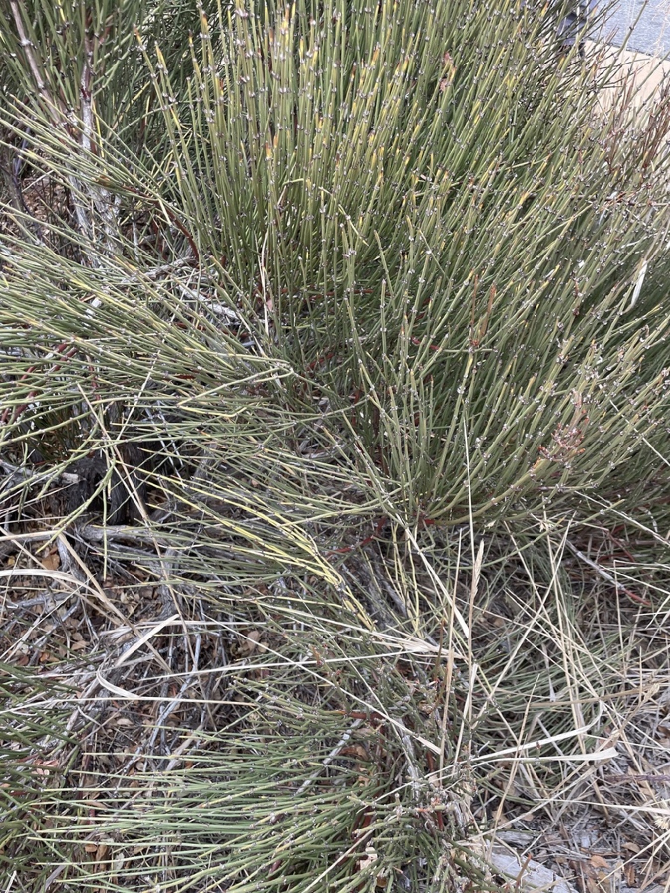 Green Ephedra — photo 14