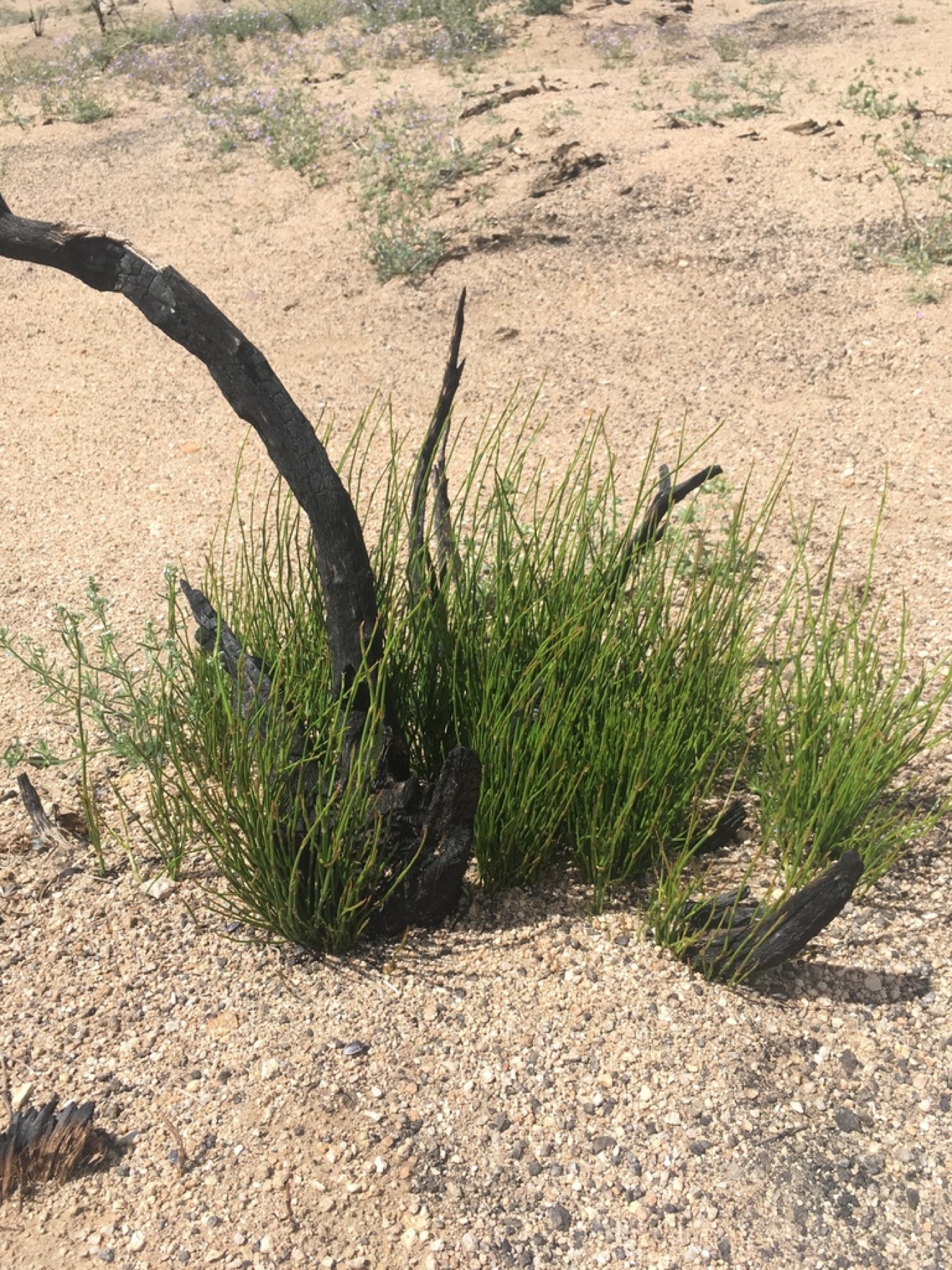 Green Ephedra — photo 15