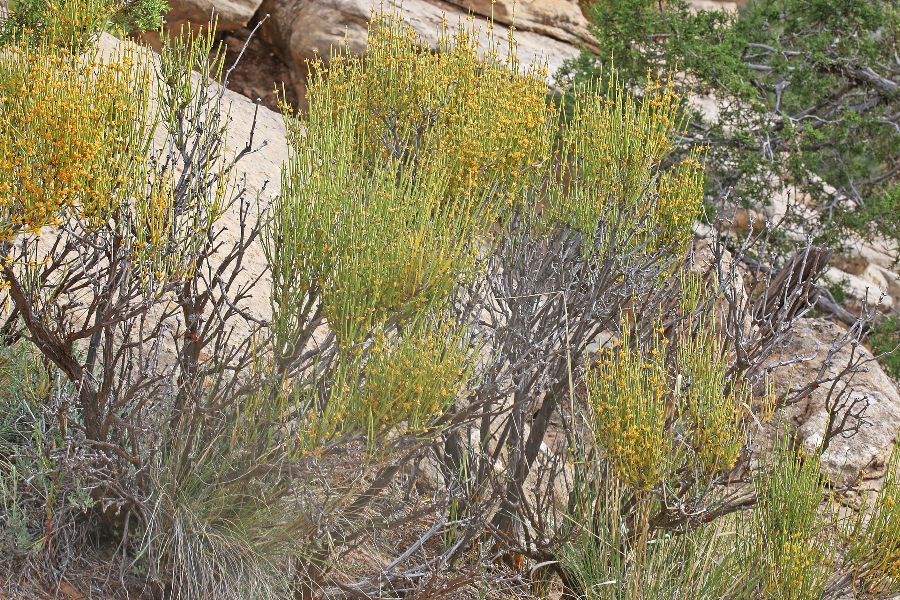 Green Ephedra — photo 17
