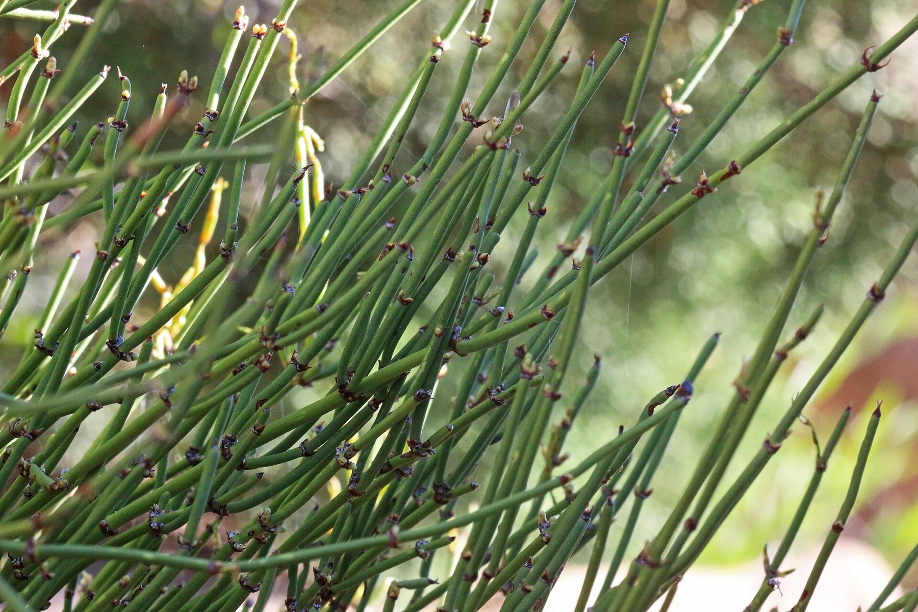 Green Ephedra — photo 18