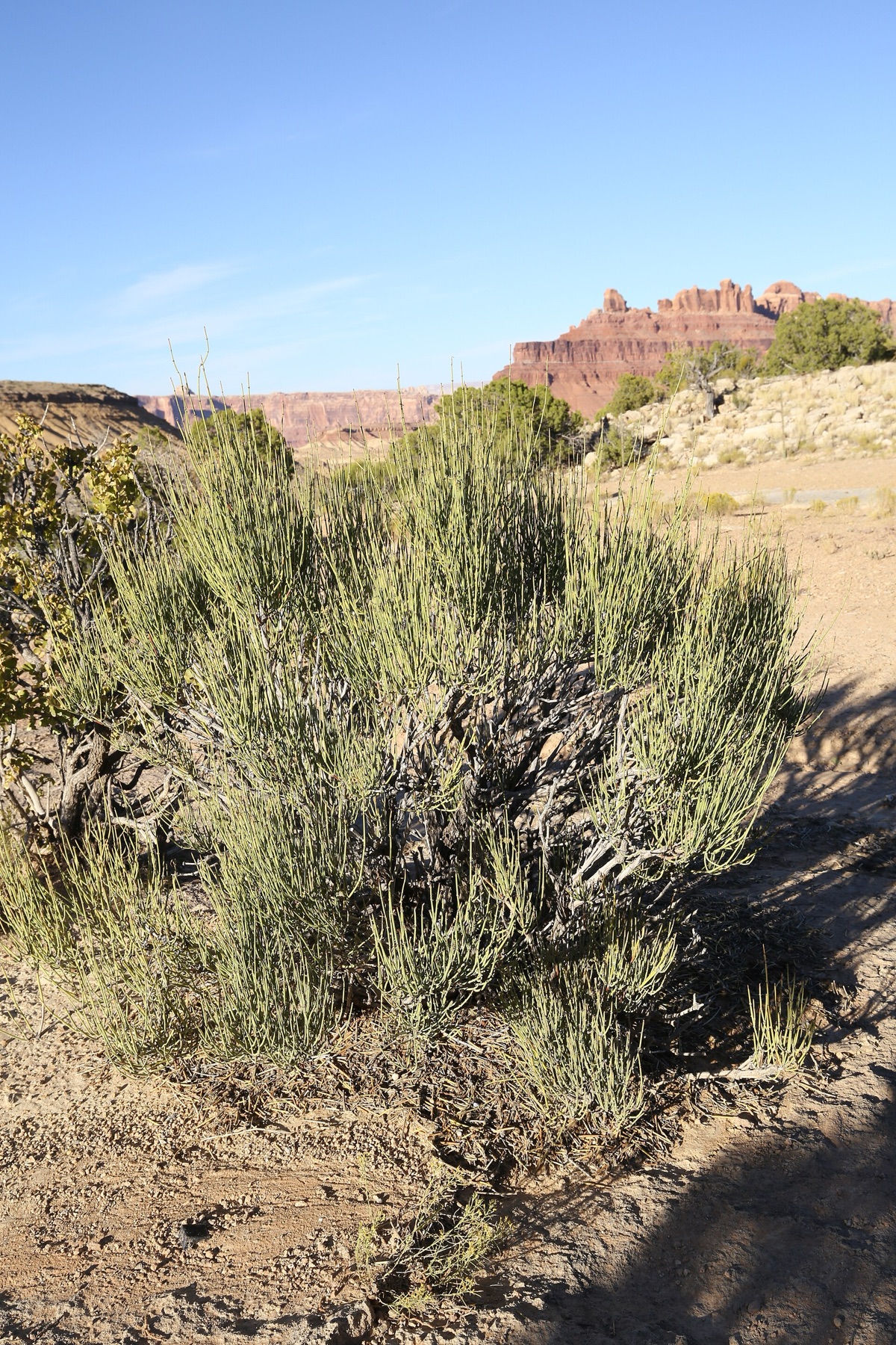 Green Ephedra — photo 19