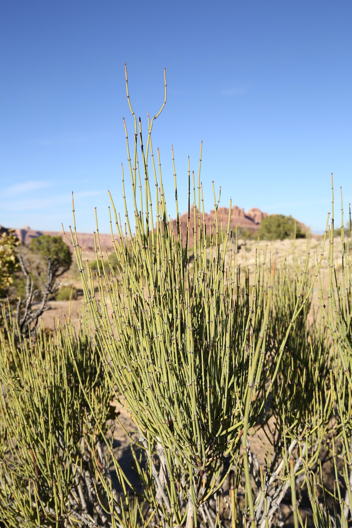 Green Ephedra — photo 20