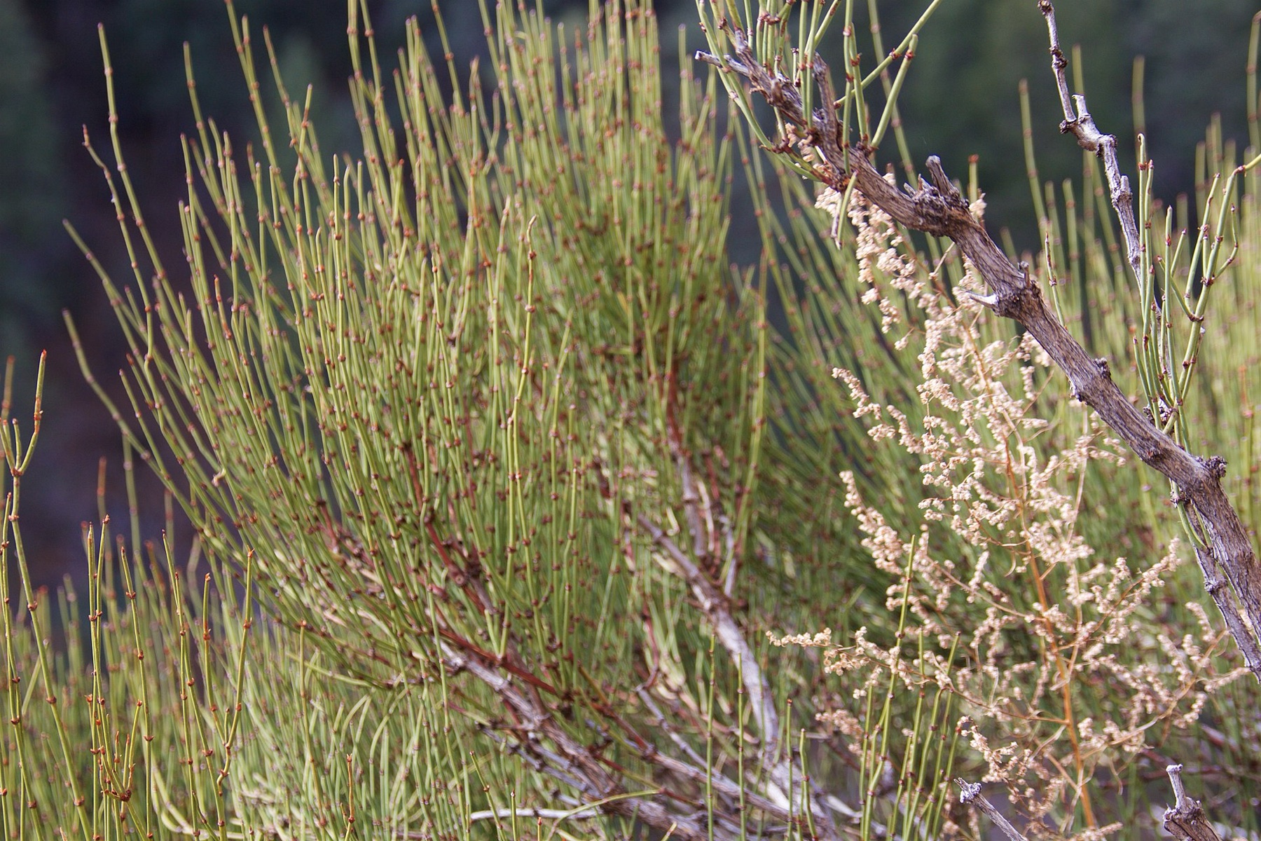 Green Ephedra — photo 21